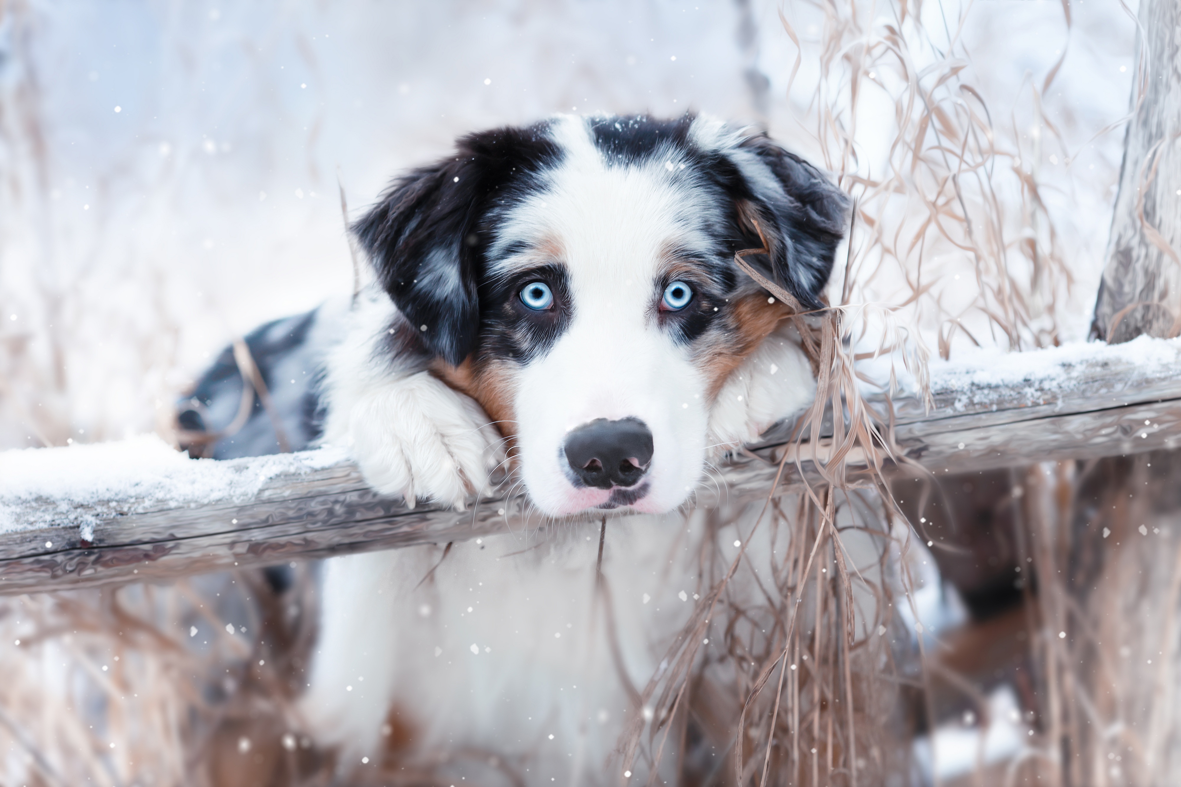 Australian Shepherd Dog in Snow HD Wallpaper