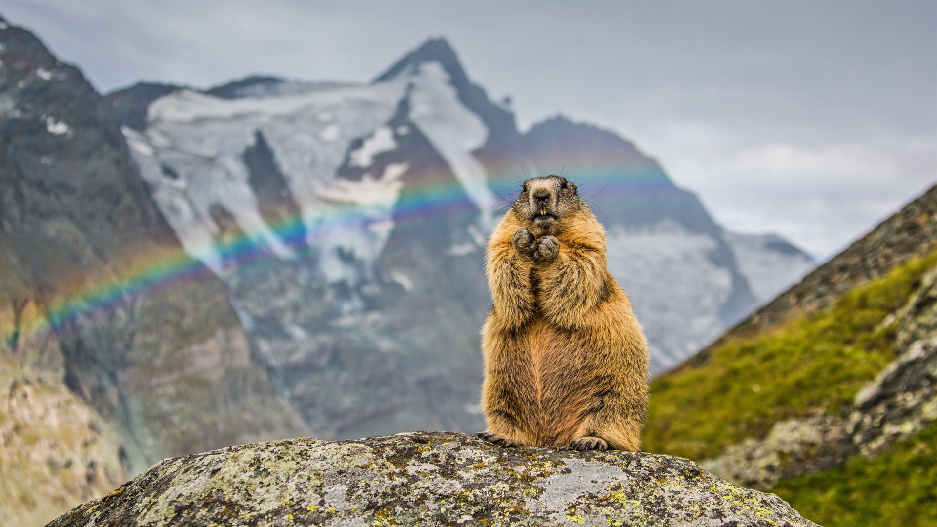 Marmot in front of a rainbow and mountains HD Wallpaper