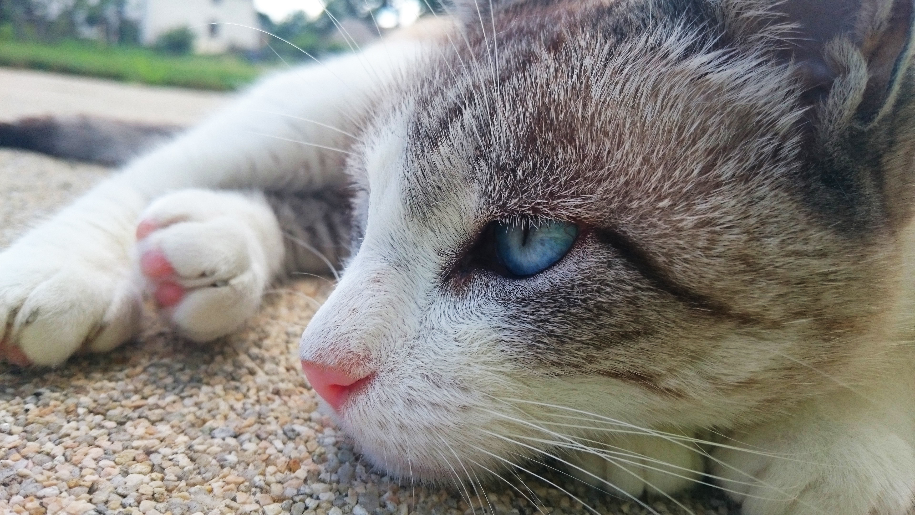 Cat 4K HD Wallpaper