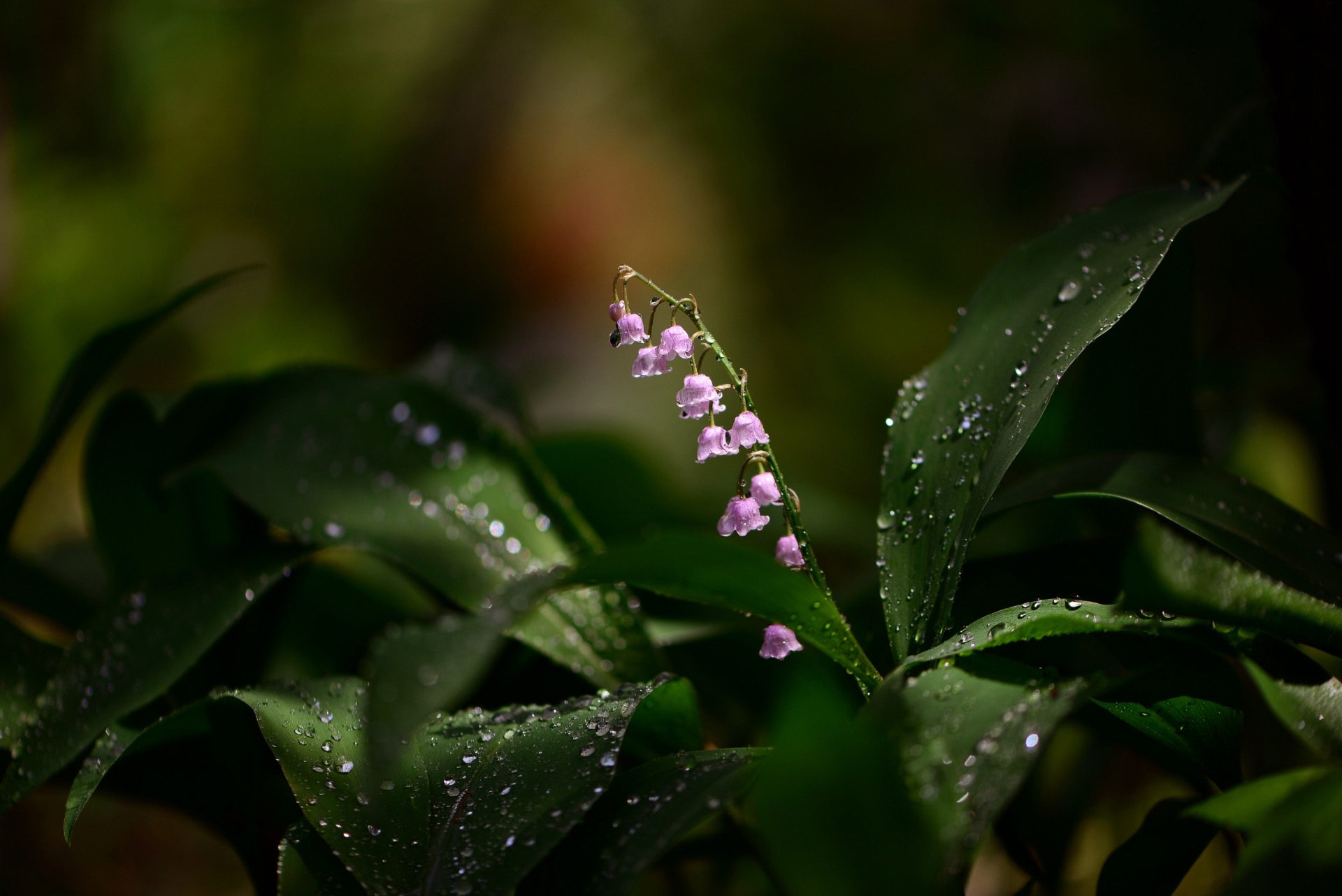 Lily of the Valley flowers with water droplets HD Wallpaper