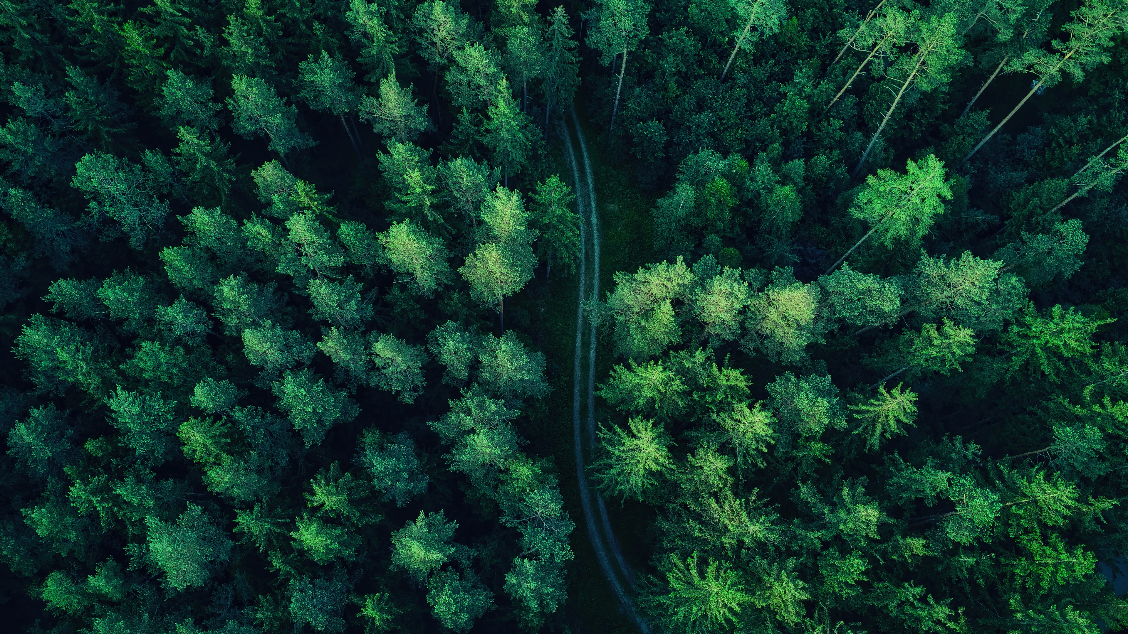 Aerial View of a Dense Forest with a Path HD Wallpaper