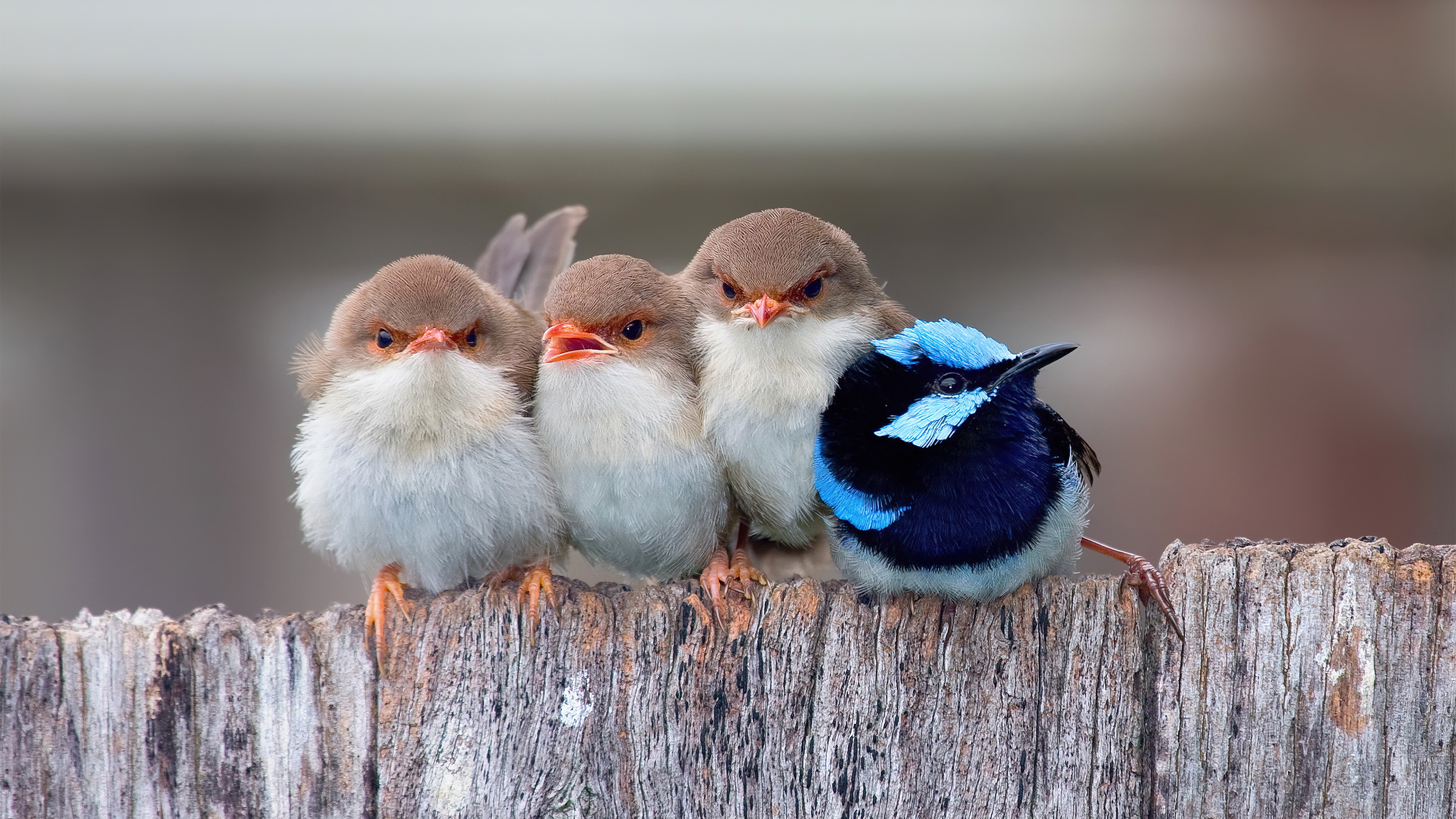 Four birds perched on a wooden fence HD Wallpaper