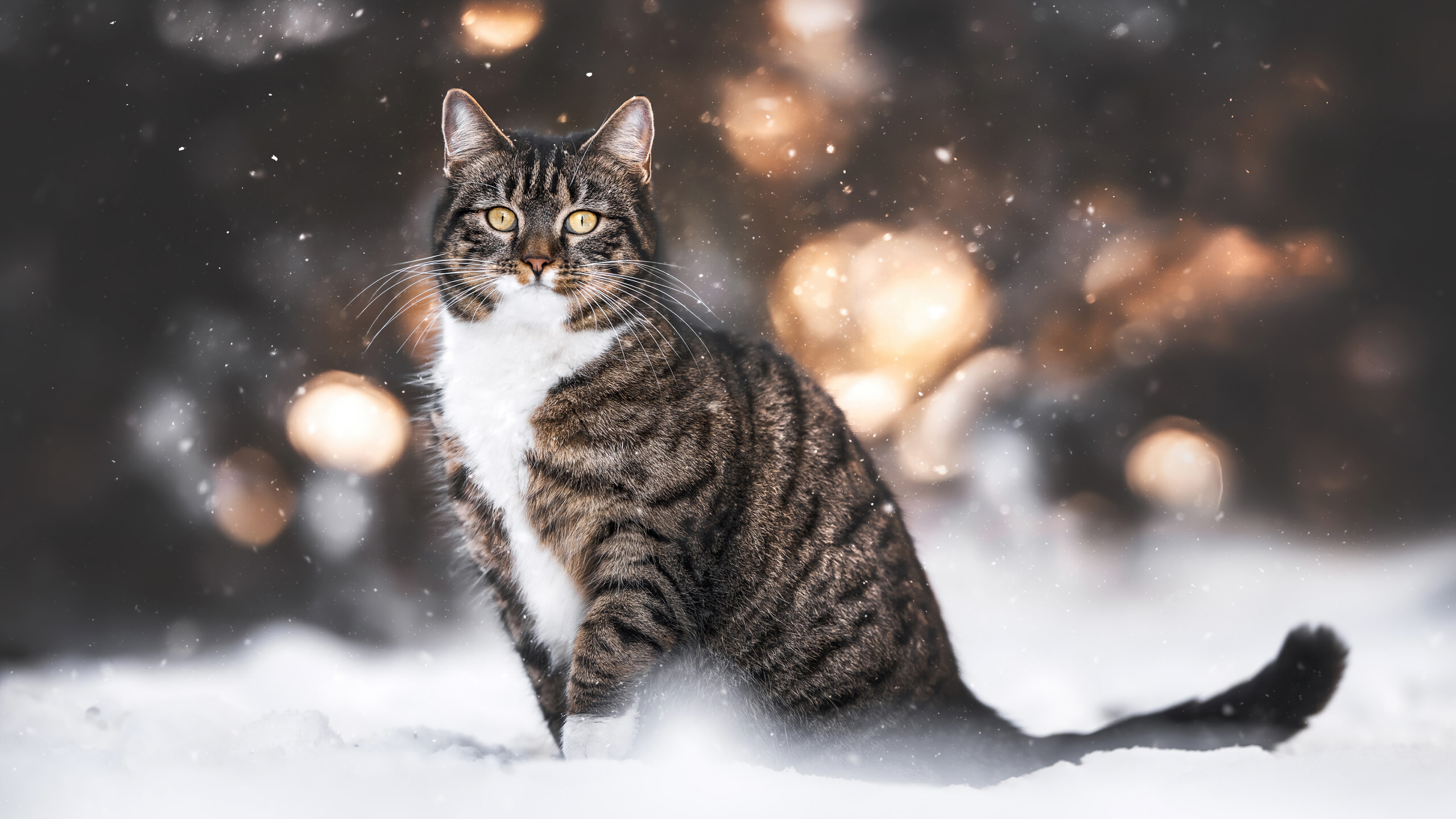 Tabby Cat in Snow with Bokeh Lights 4K HD Wallpaper