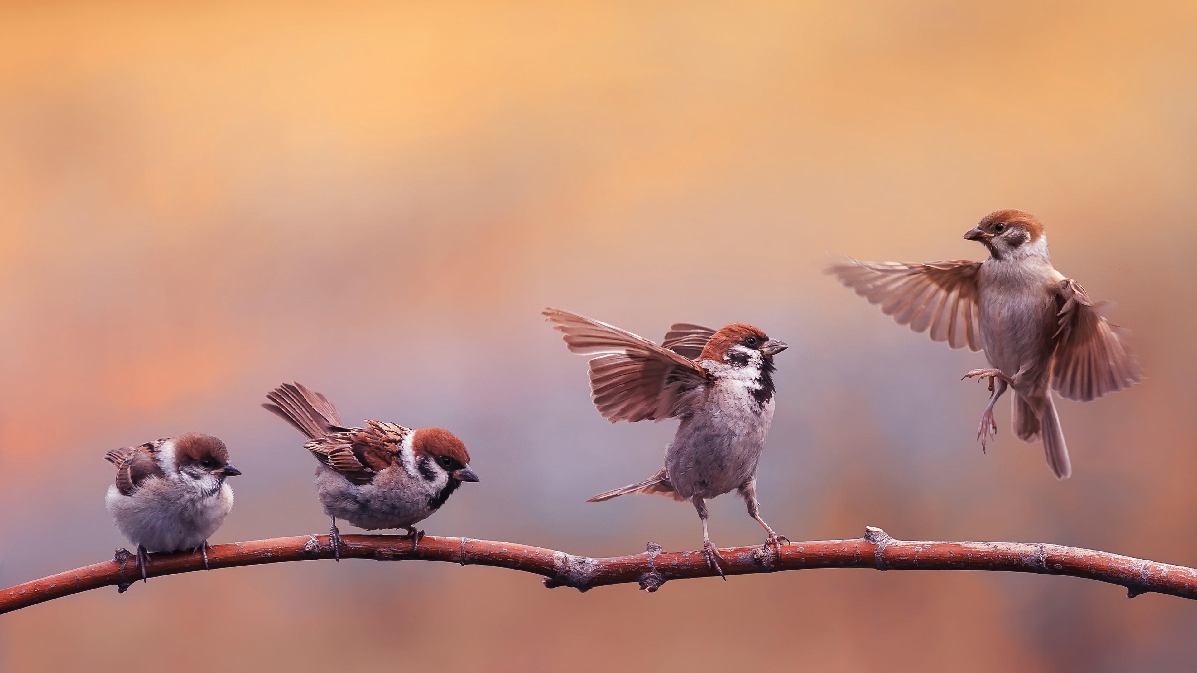 Four Sparrows on a Branch in 4K HD Wallpaper