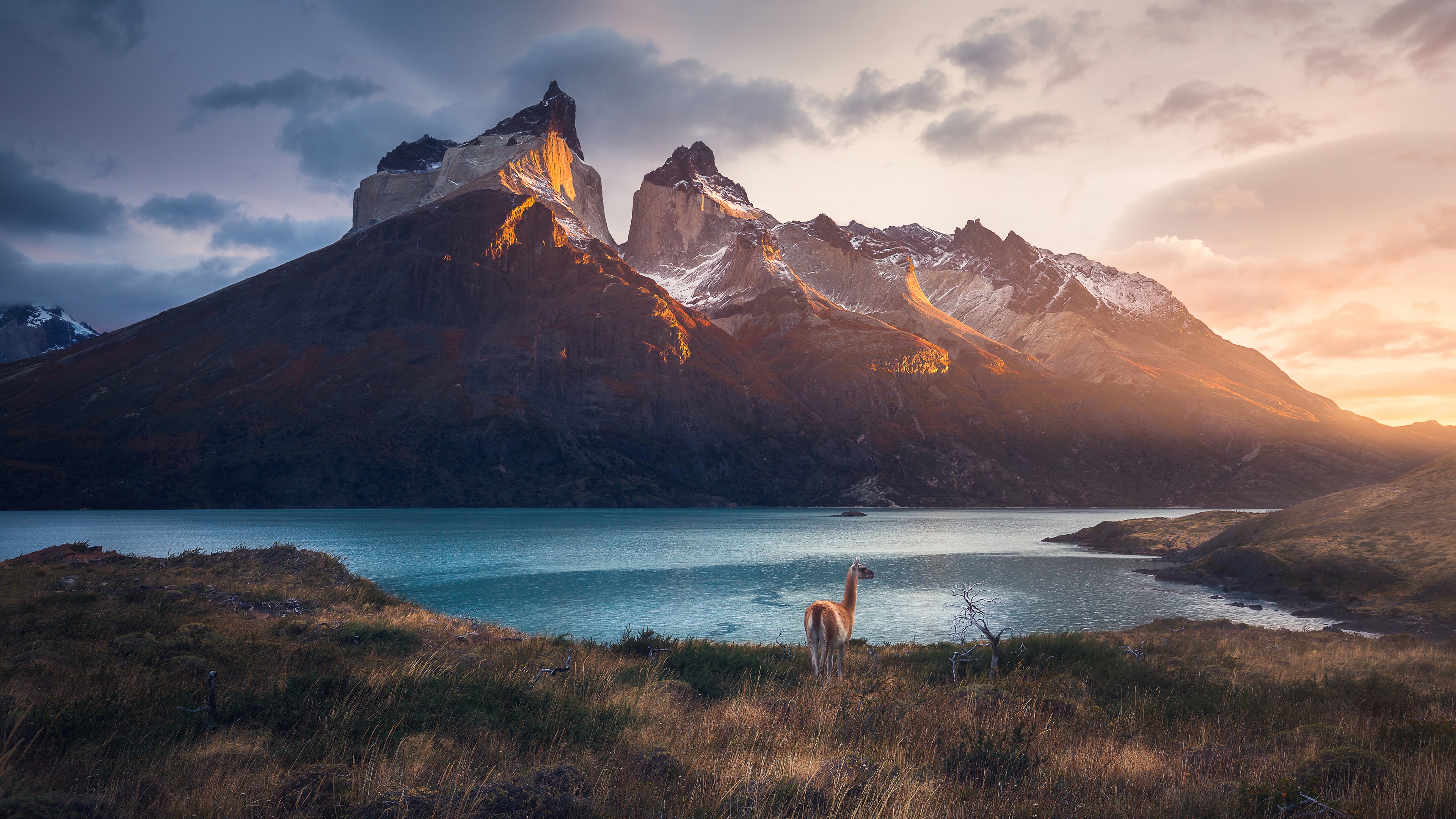 Guanaco in front of Torres del Paine Mountains HD Wallpaper