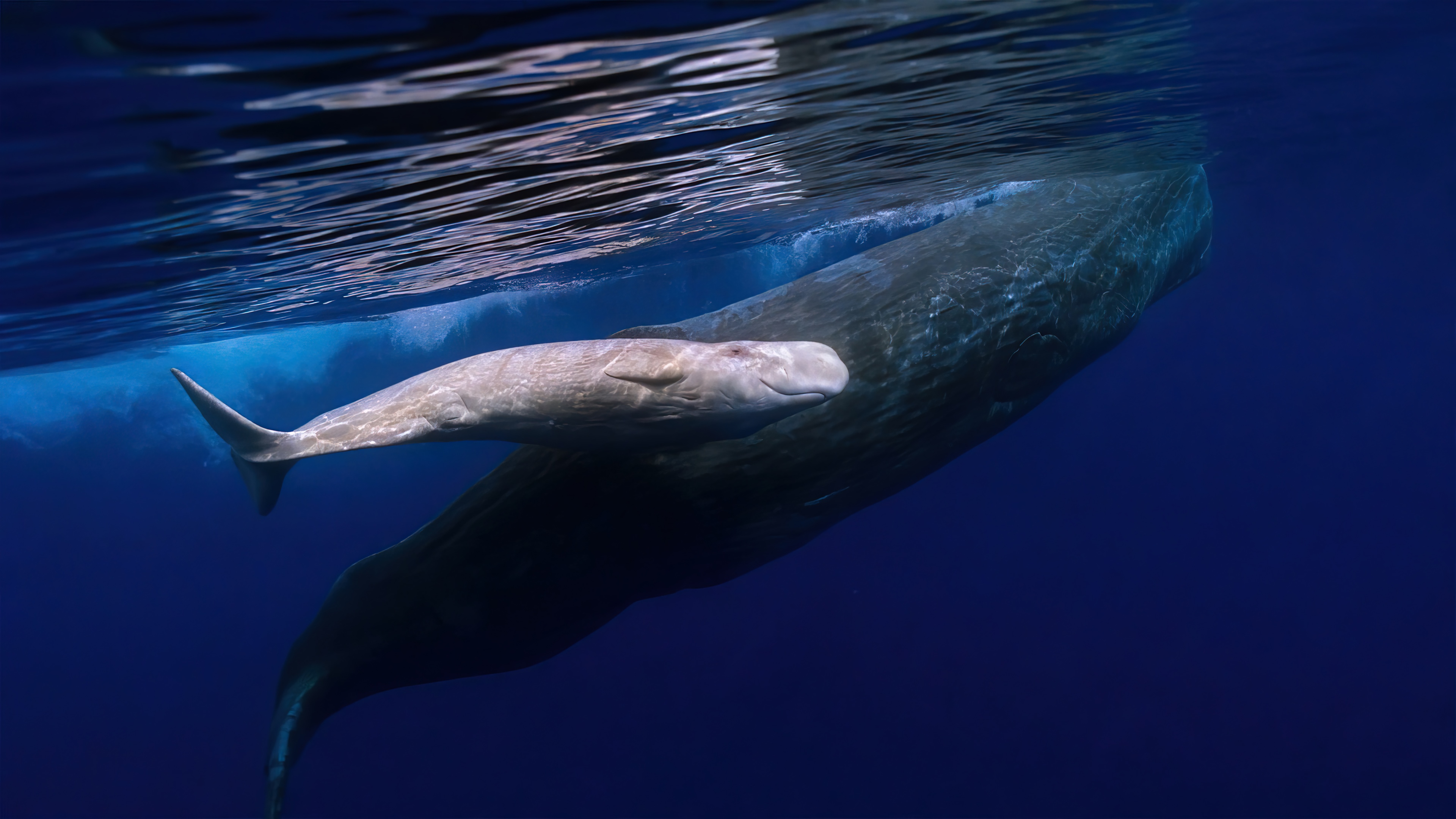 Albino Sperm Whale and Calf Underwater HD Wallpaper