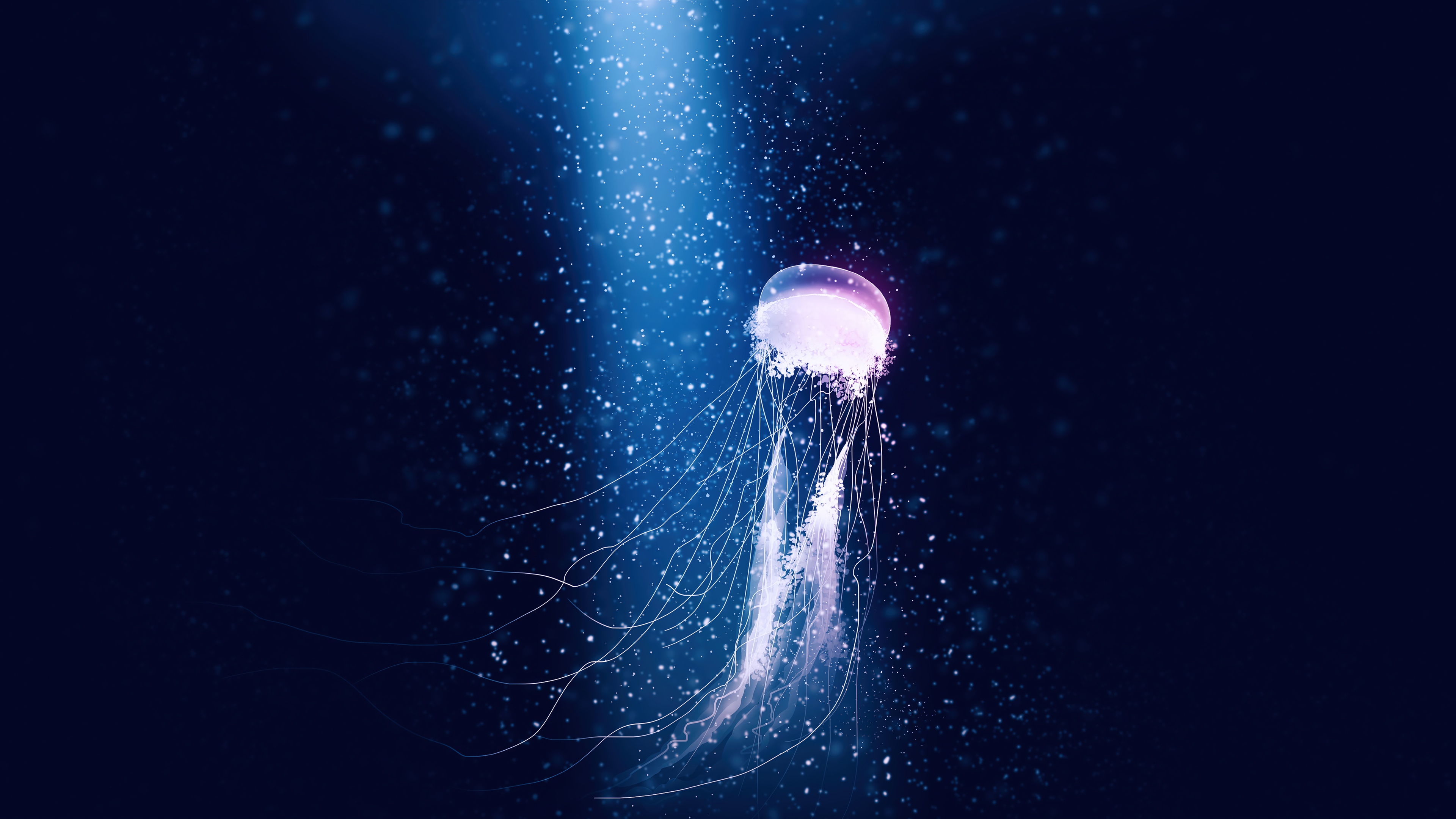 Jellyfish in blue light 4K HD Wallpaper