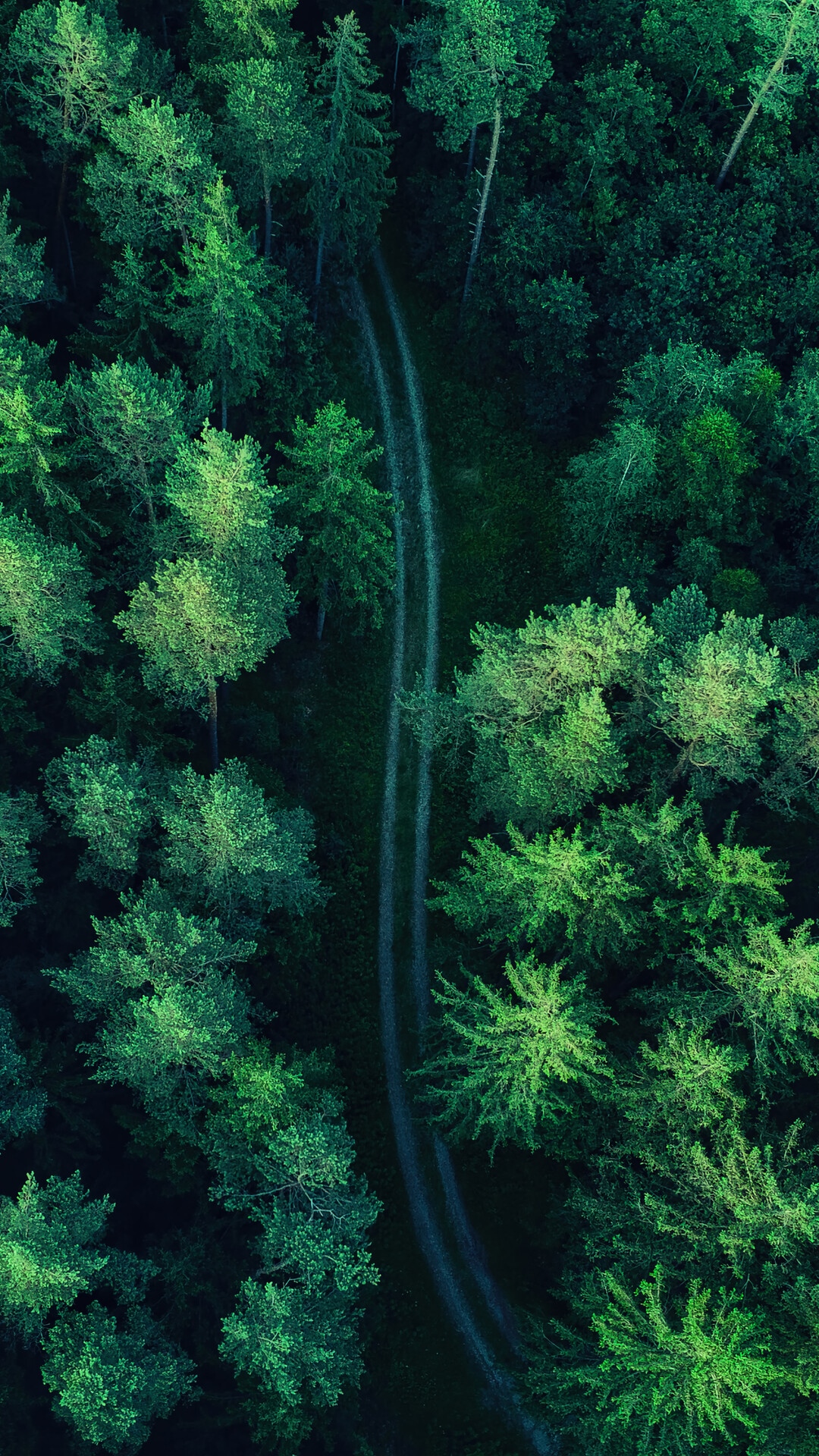 Aerial view of a forest with a dirt path HD Phone Wallpaper