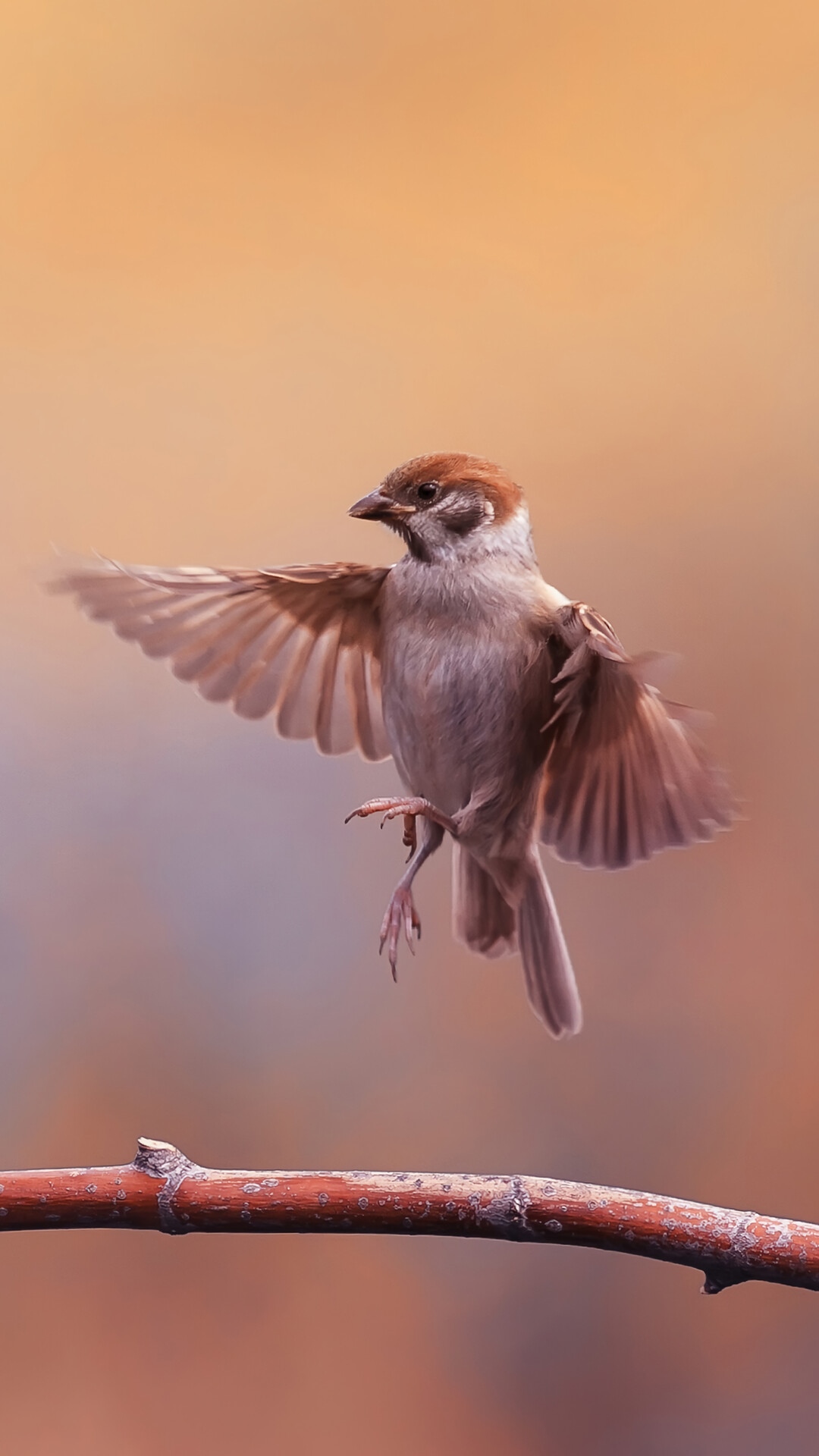 Sparrow in flight over a branch HD Phone Wallpaper