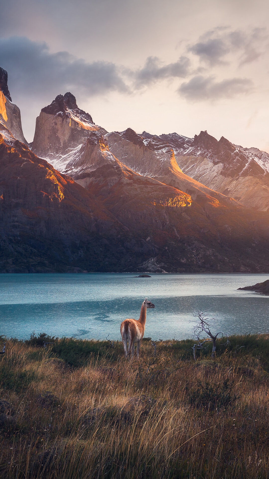 Guanaco in front of mountains and lake HD Phone Wallpaper