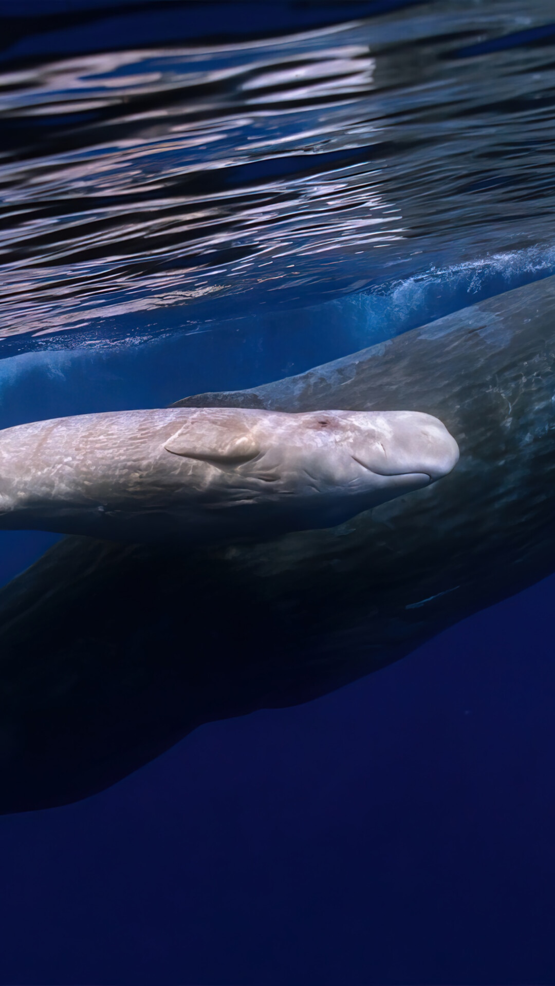 Sperm Whale Calf Swimming Next to Adult HD Phone Wallpaper