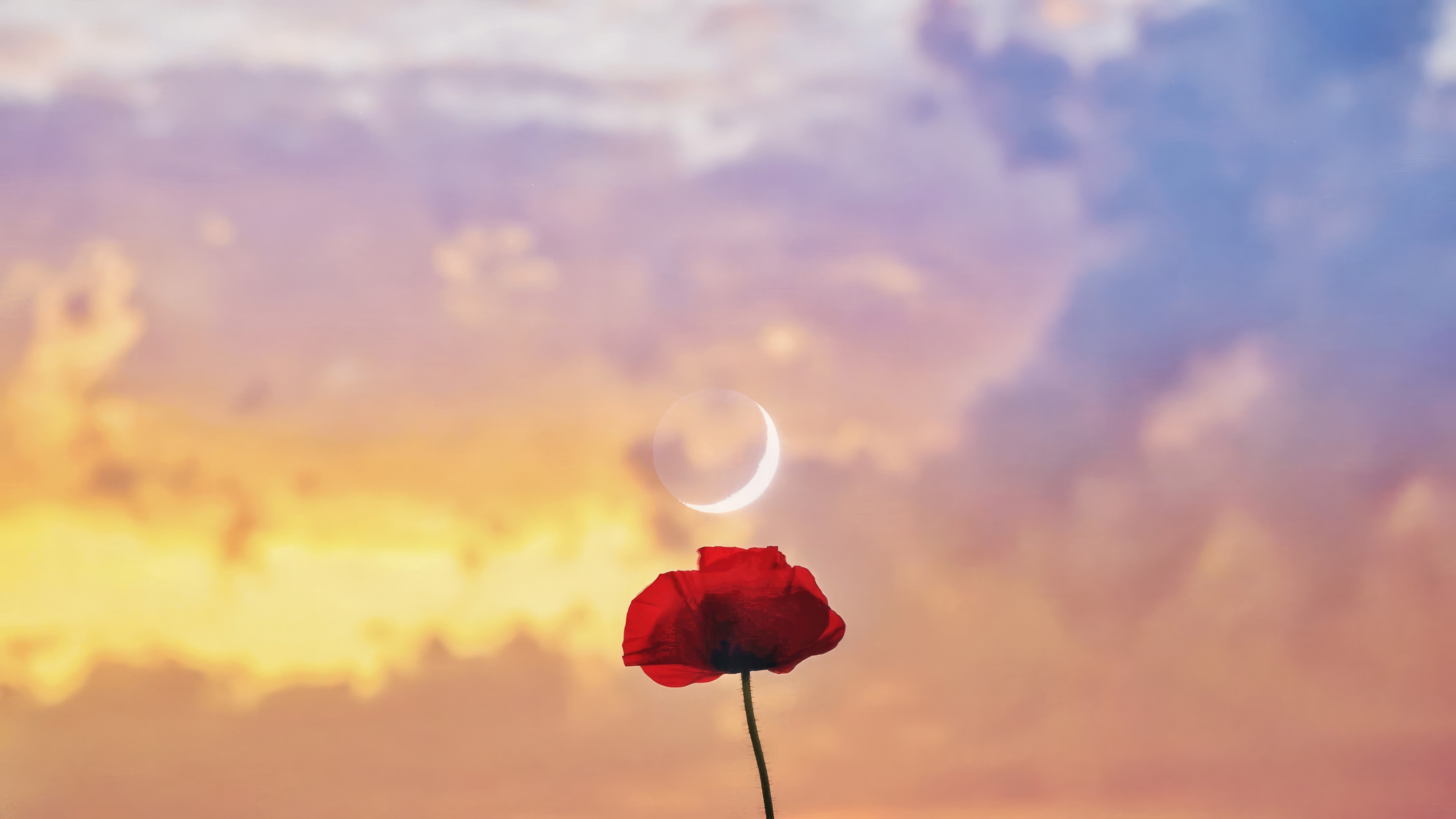 Red Poppy Flower with Crescent Moon in Sunset Sky HD Wallpaper