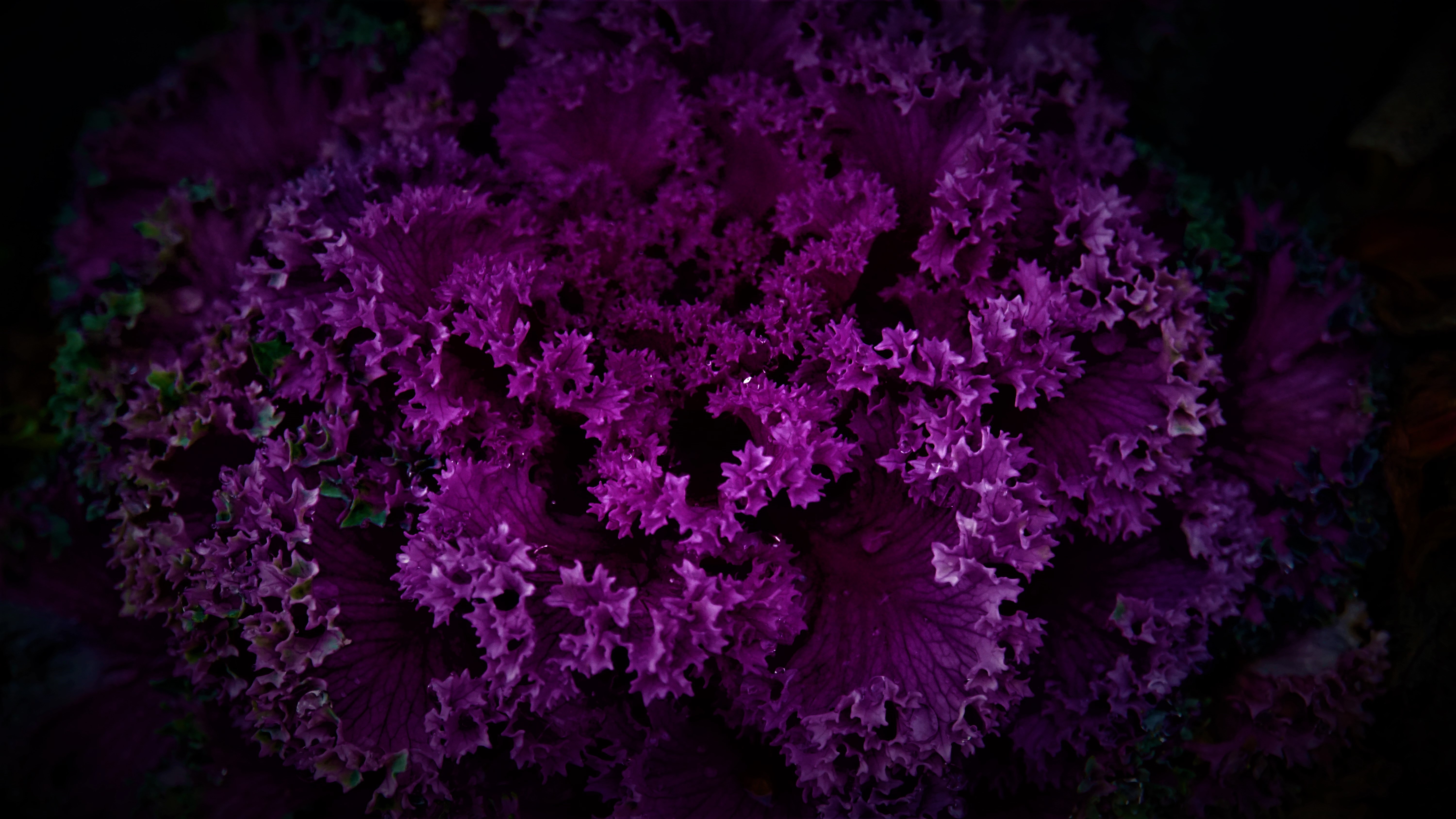 Close-up of a purple ornamental kale plant HD Wallpaper