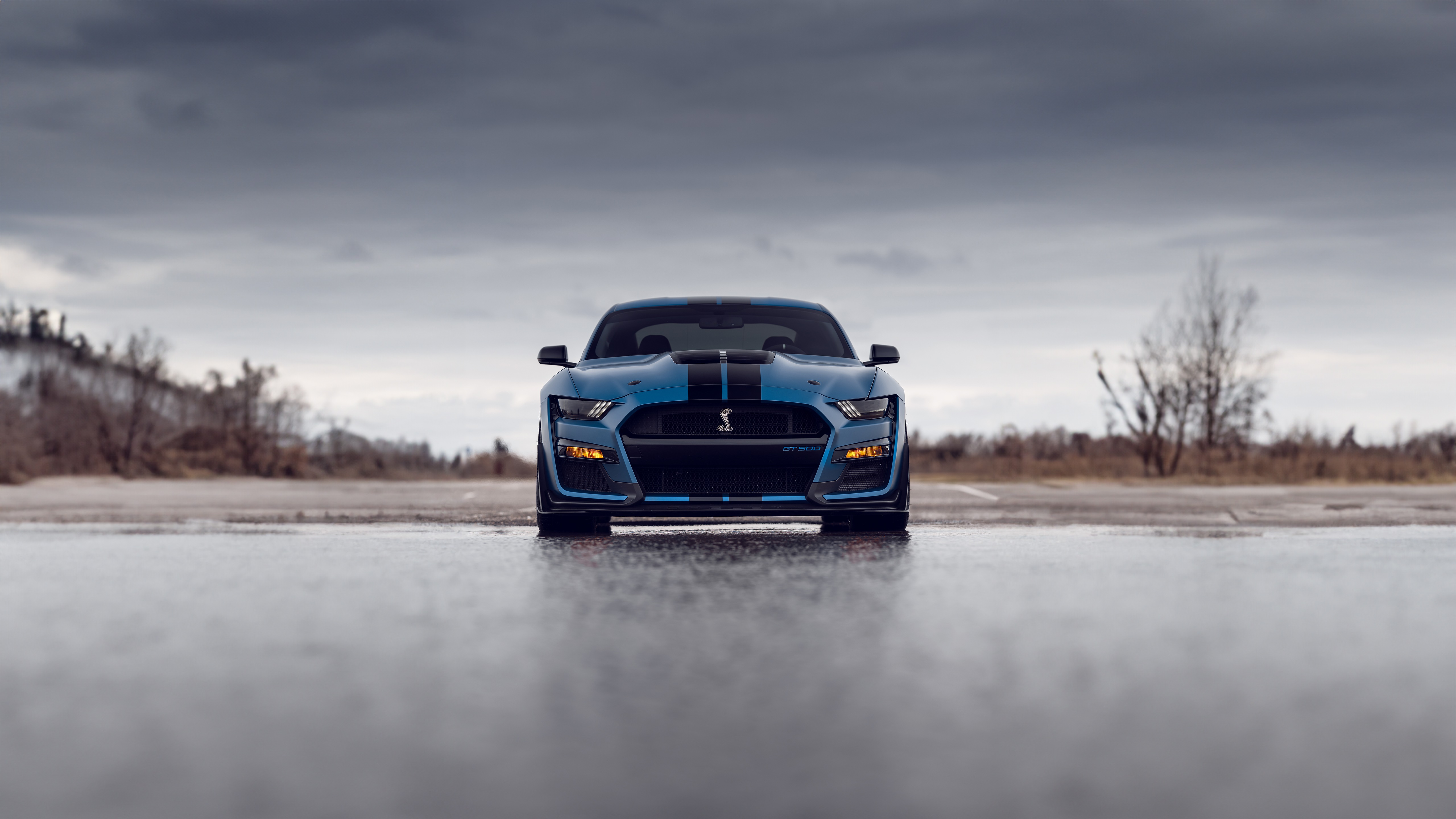 Blue Ford Mustang Shelby GT500 on Wet Road HD Wallpaper