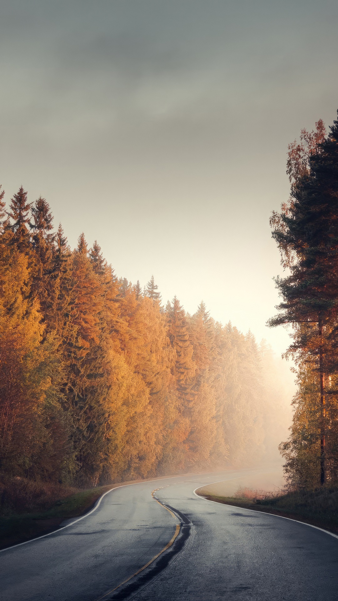 Autumn road through a misty forest HD Phone Wallpaper