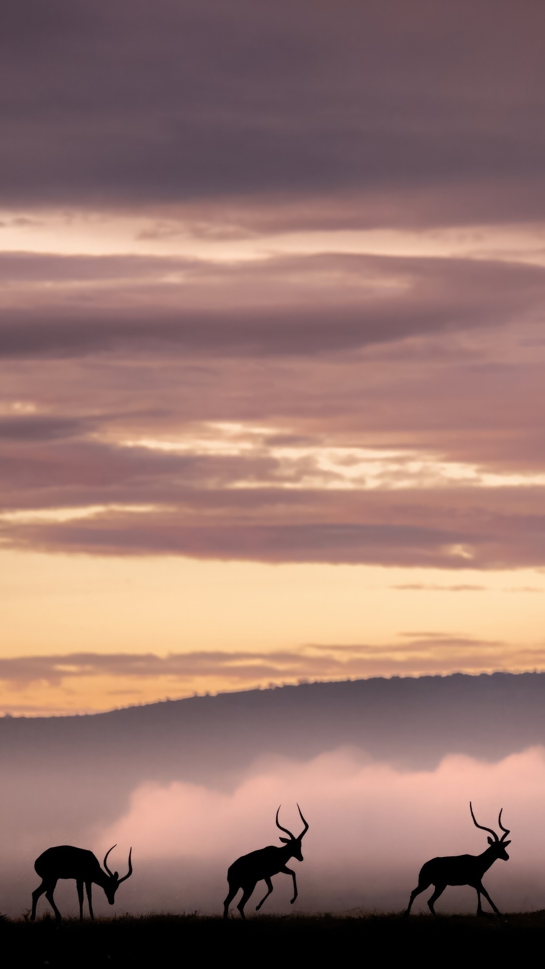 Three antelopes silhouetted against a misty sunrise HD Phone Wallpaper