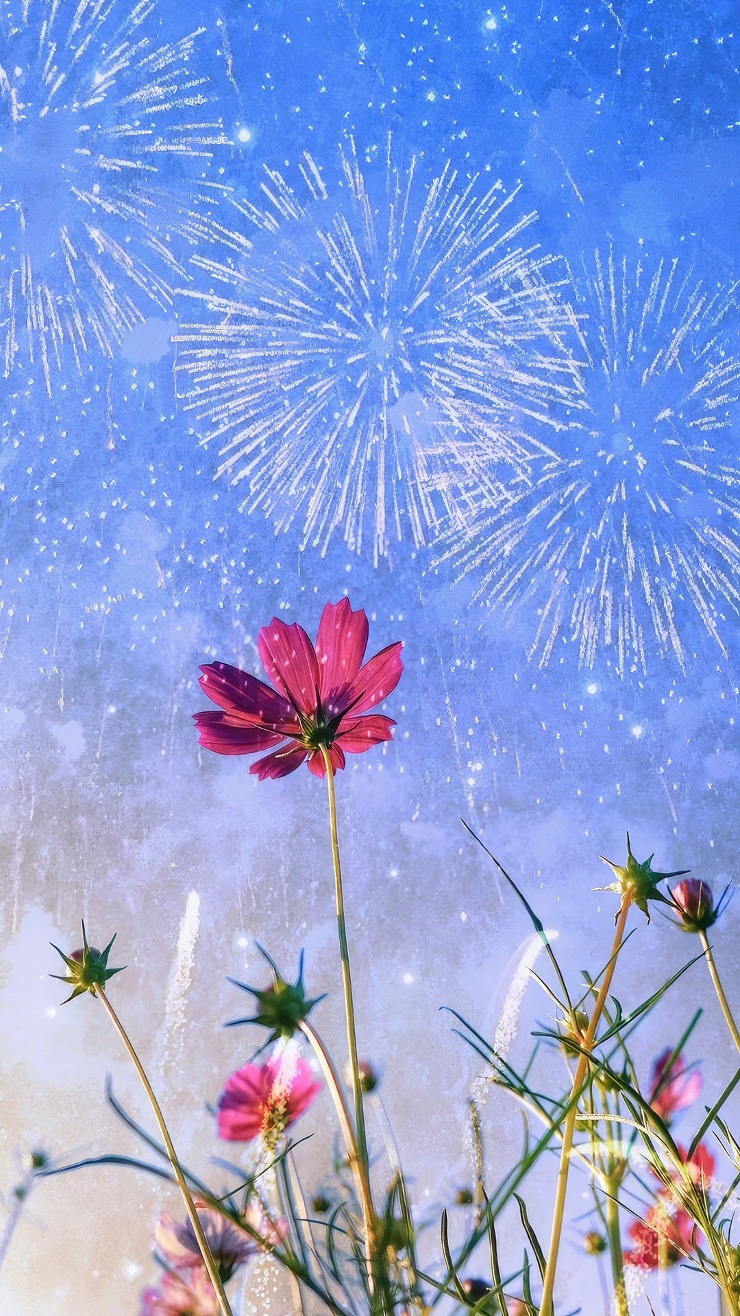 Pink cosmos flowers with fireworks in the sky HD Phone Wallpaper
