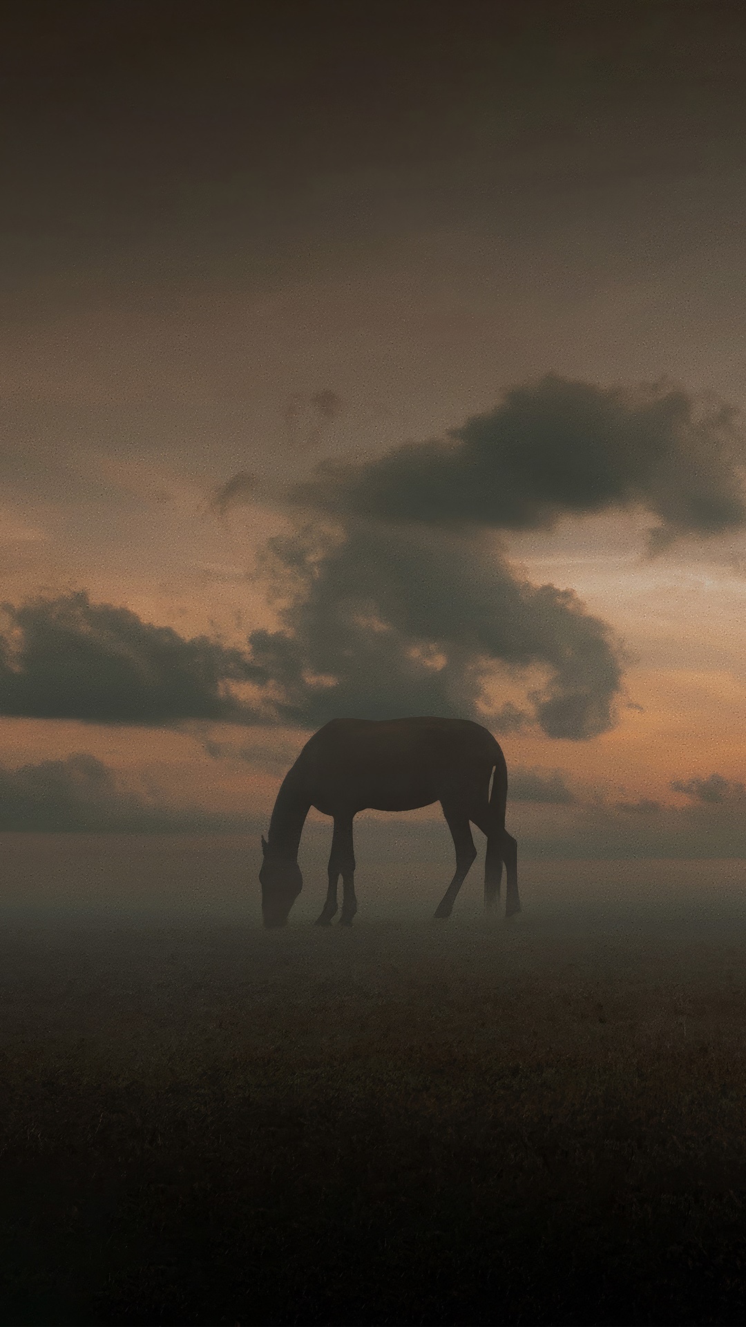 Horse grazing in a misty field at sunset HD Phone Wallpaper