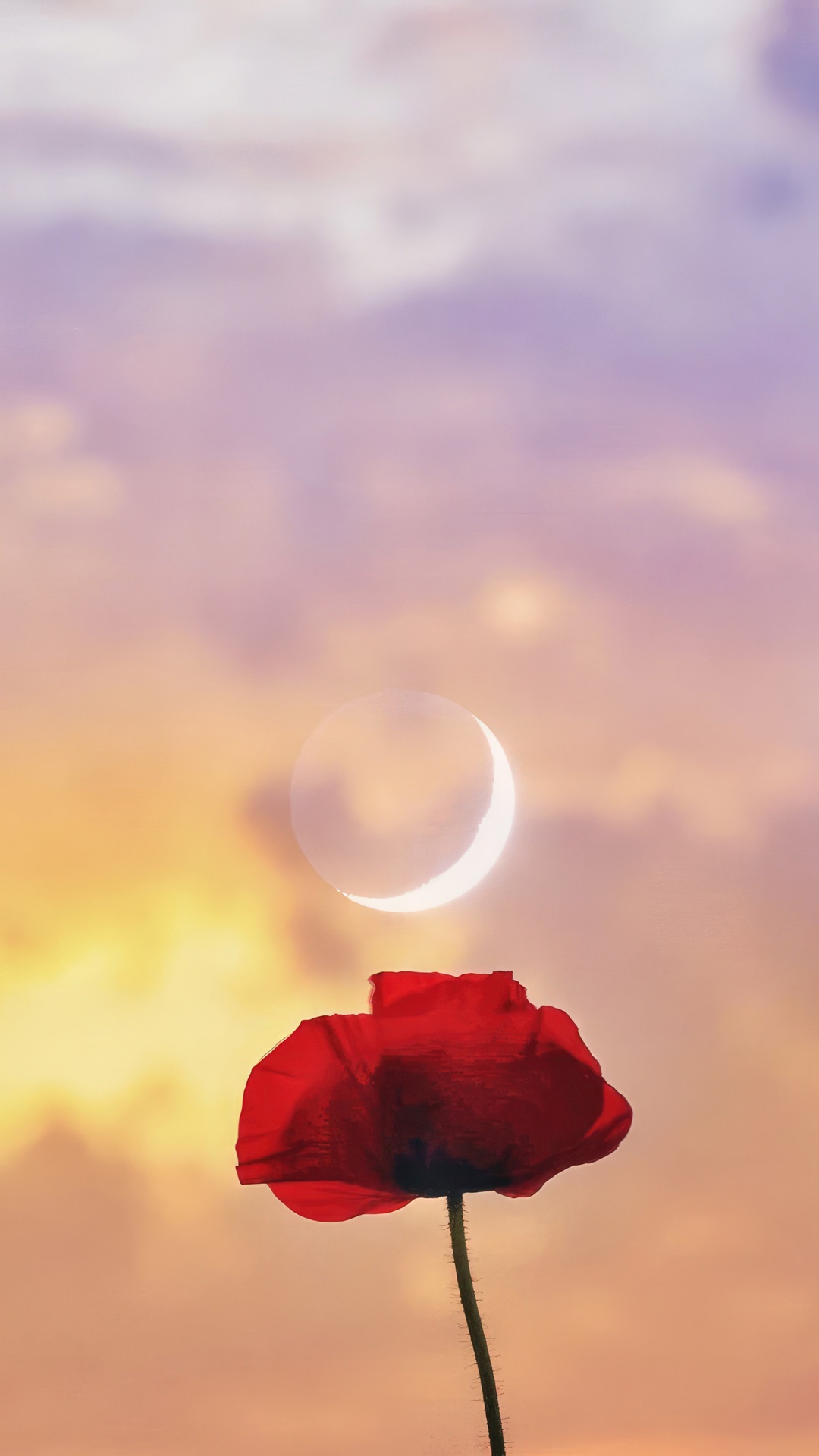 Red poppy with crescent moon in colorful sky HD Phone Wallpaper