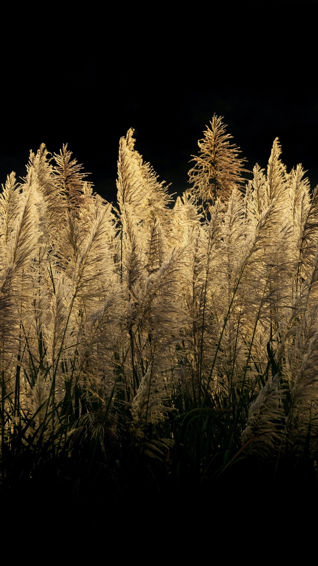 Tall grass plumes against a dark background HD Phone Wallpaper