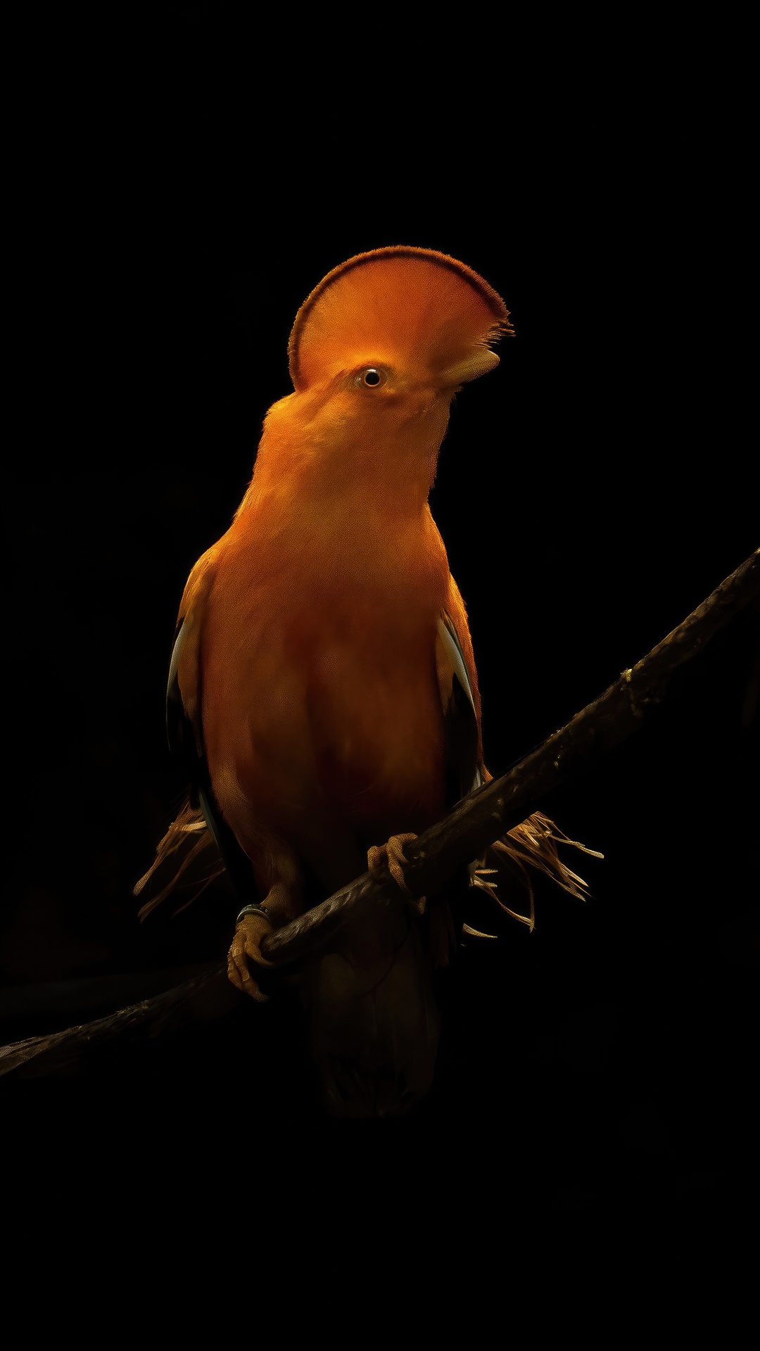 Orange bird with crest on a branch HD Phone Wallpaper
