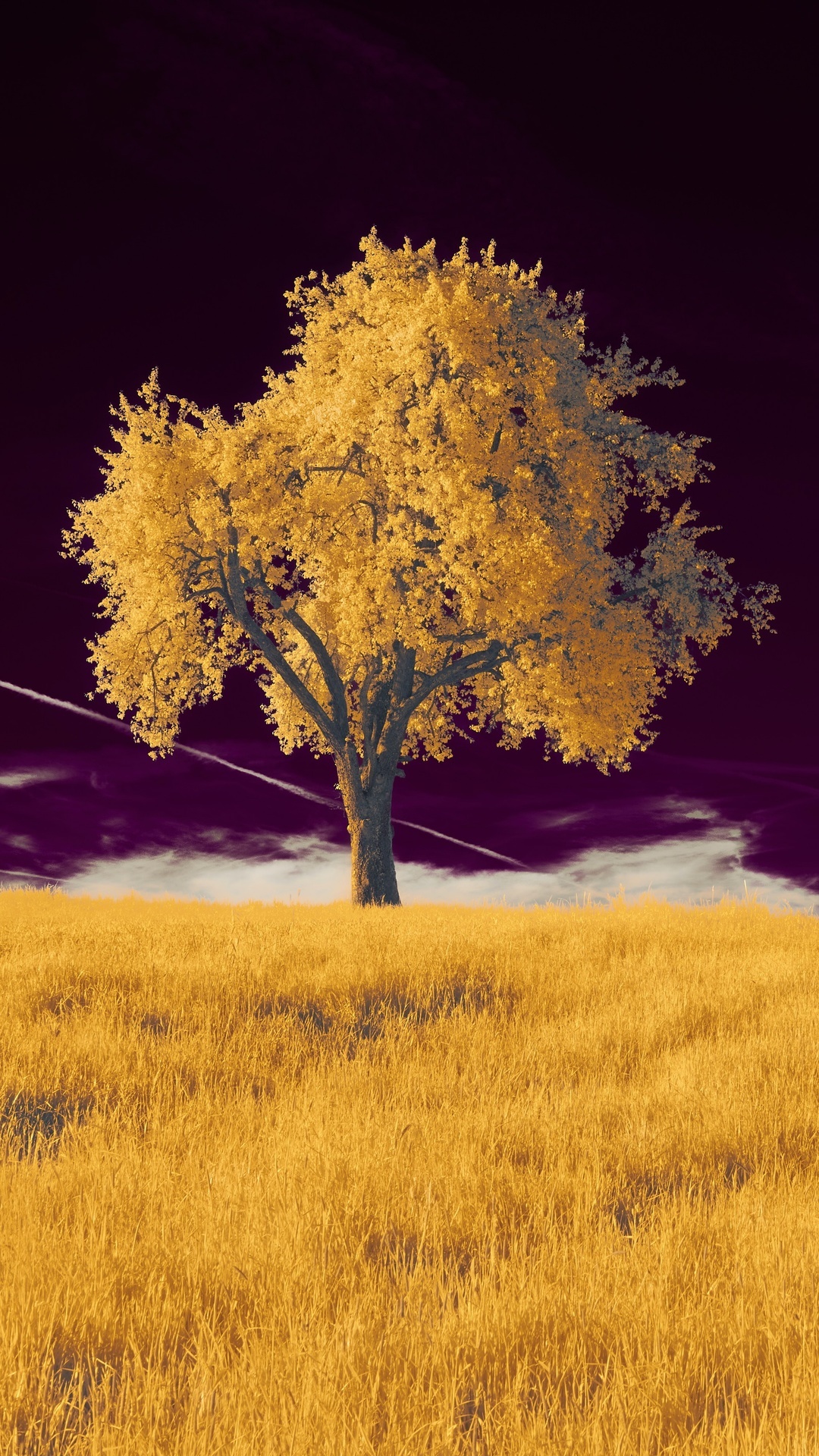 A solitary tree in a golden field under a dark sky HD Phone Wallpaper