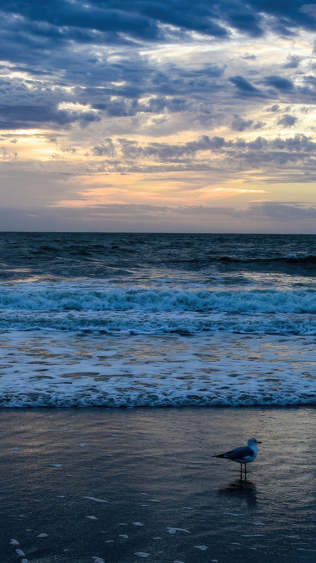 Seagull on a beach at sunrise with ocean waves HD Phone Wallpaper