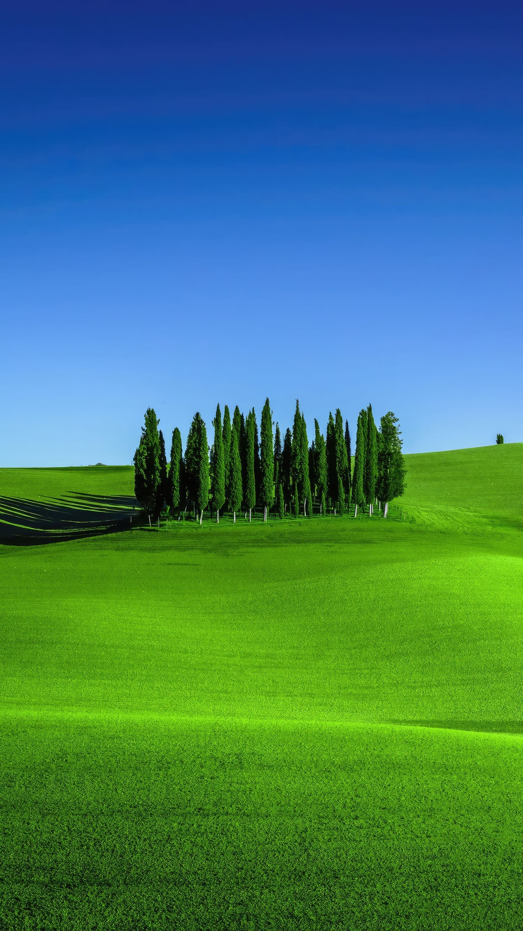 Green rolling hills with cypress trees under a blue sky HD Phone Wallpaper
