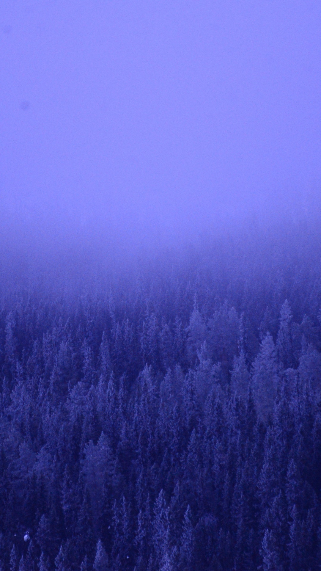 A foggy forest with tall pine trees HD Phone Wallpaper