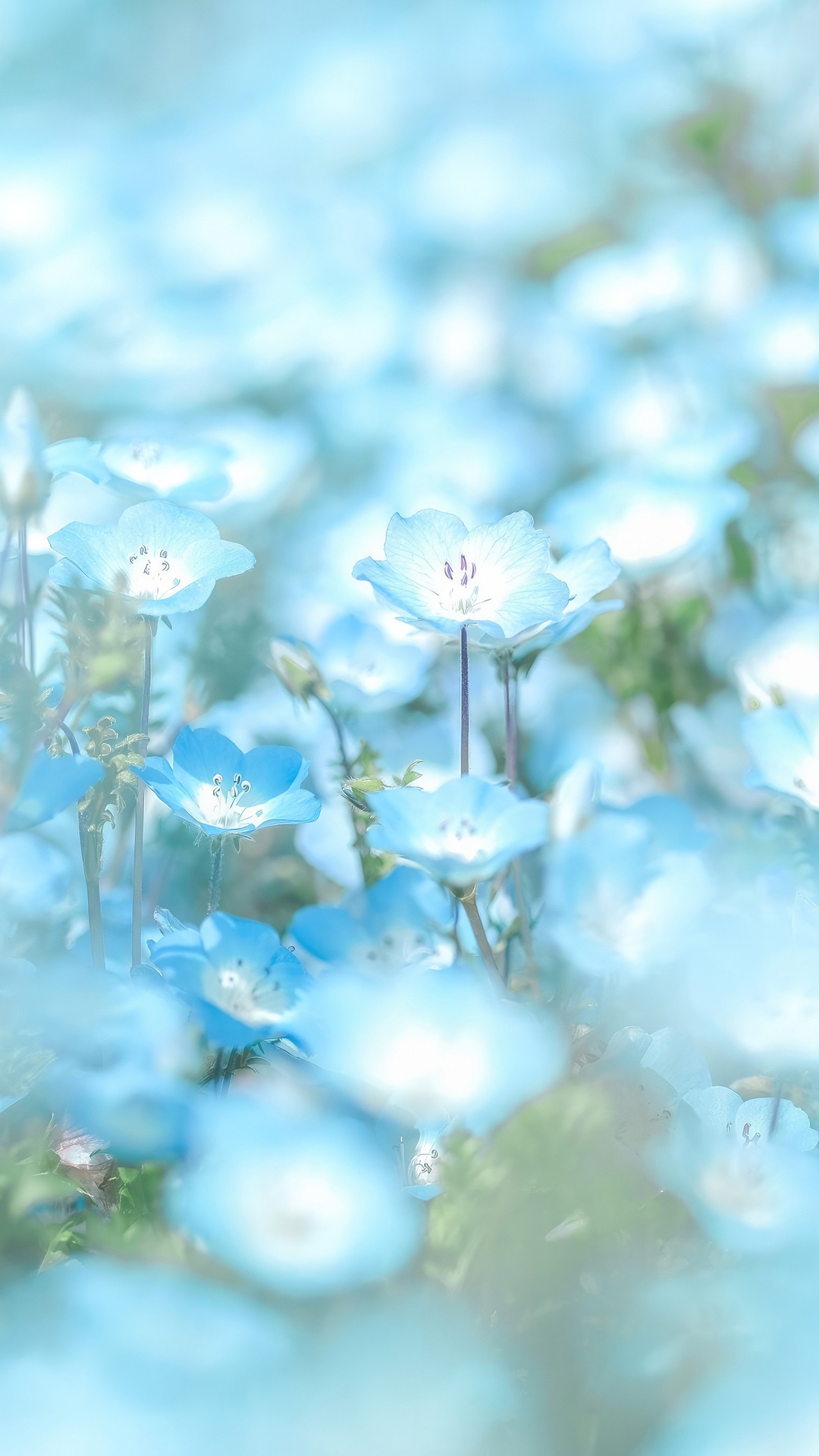 Field of delicate blue Nemophila flowers HD Phone Wallpaper