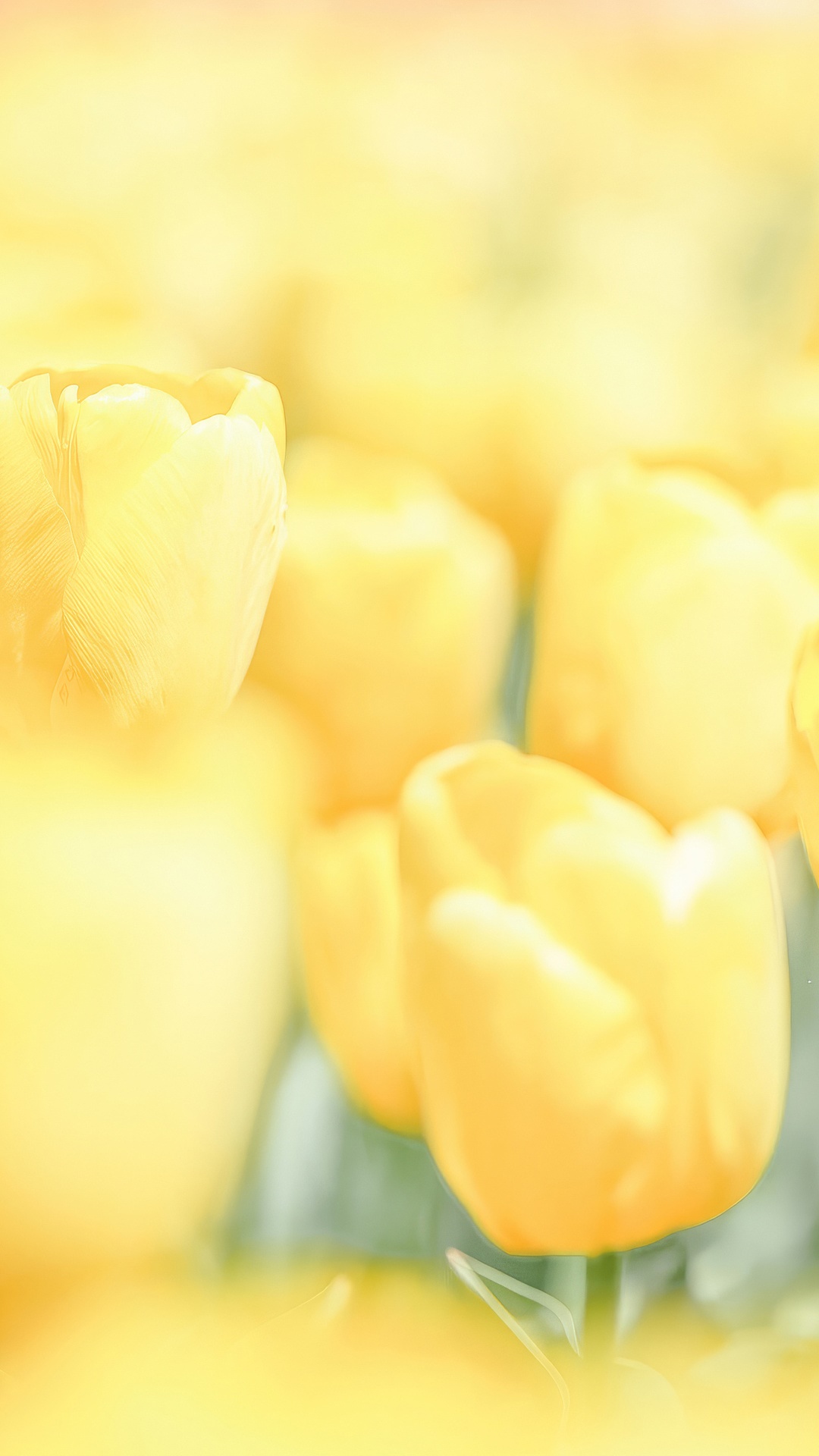 Close-up of yellow tulips in soft focus HD Phone Wallpaper