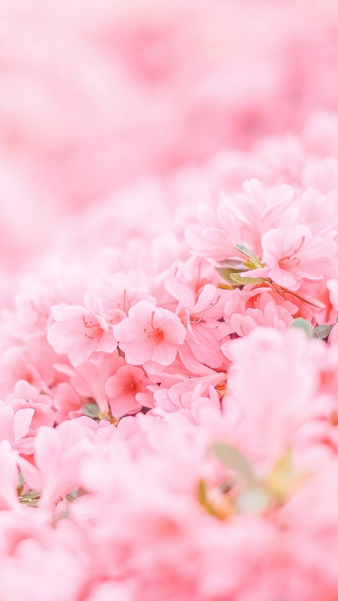 Close-up of pink azalea flowers in bloom HD Phone Wallpaper