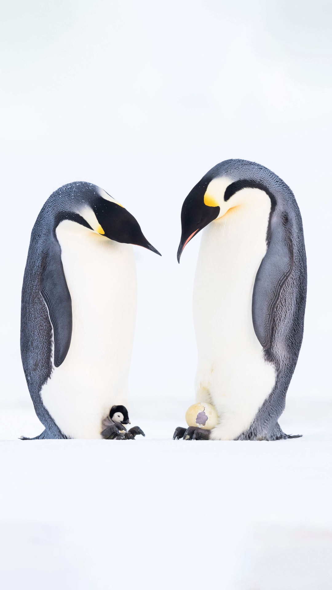 Two Emperor Penguins with a chick and an egg HD Phone Wallpaper