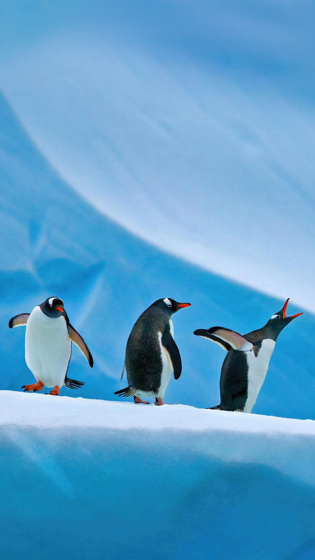Three penguins on an icy surface HD Phone Wallpaper