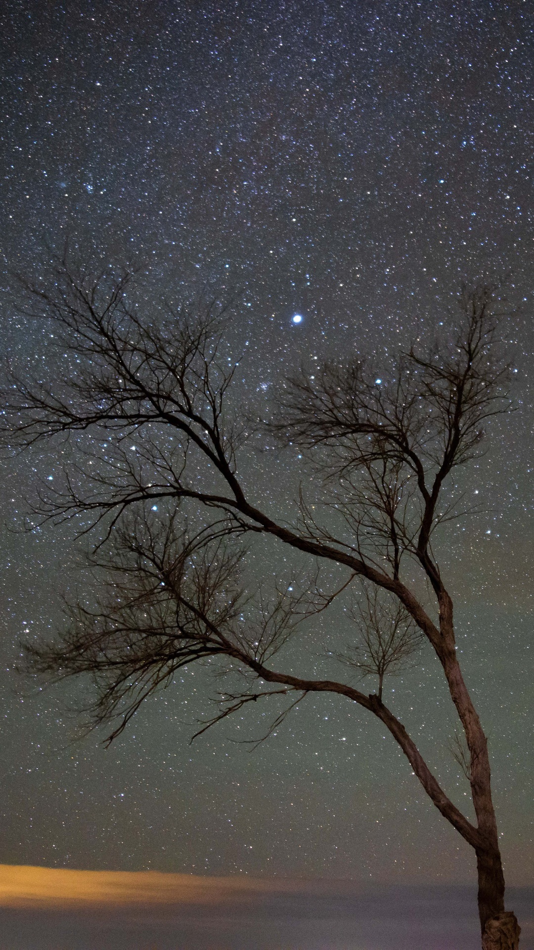 Bare tree branches against a starry night sky HD Phone Wallpaper