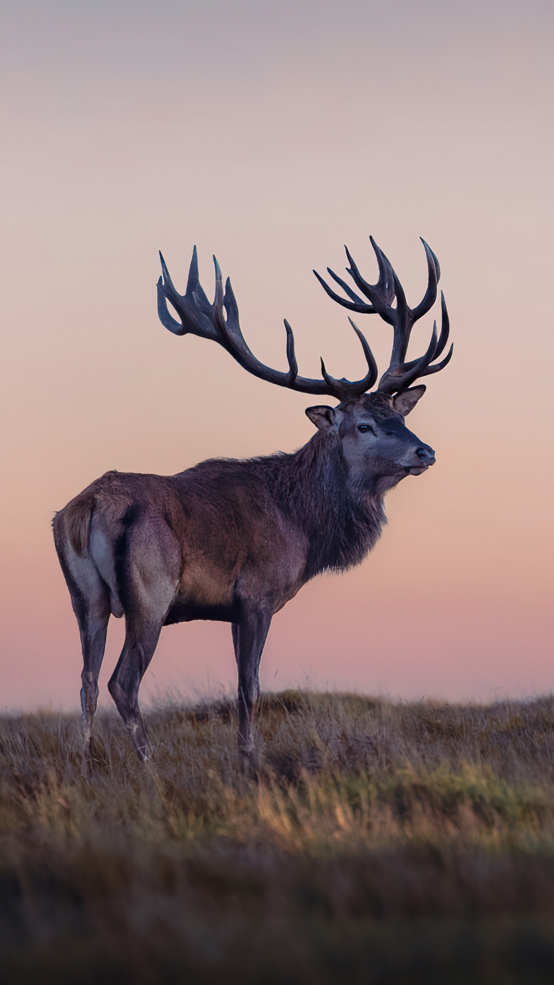 Majestic Red Deer Stag with Large Antlers HD Phone Wallpaper