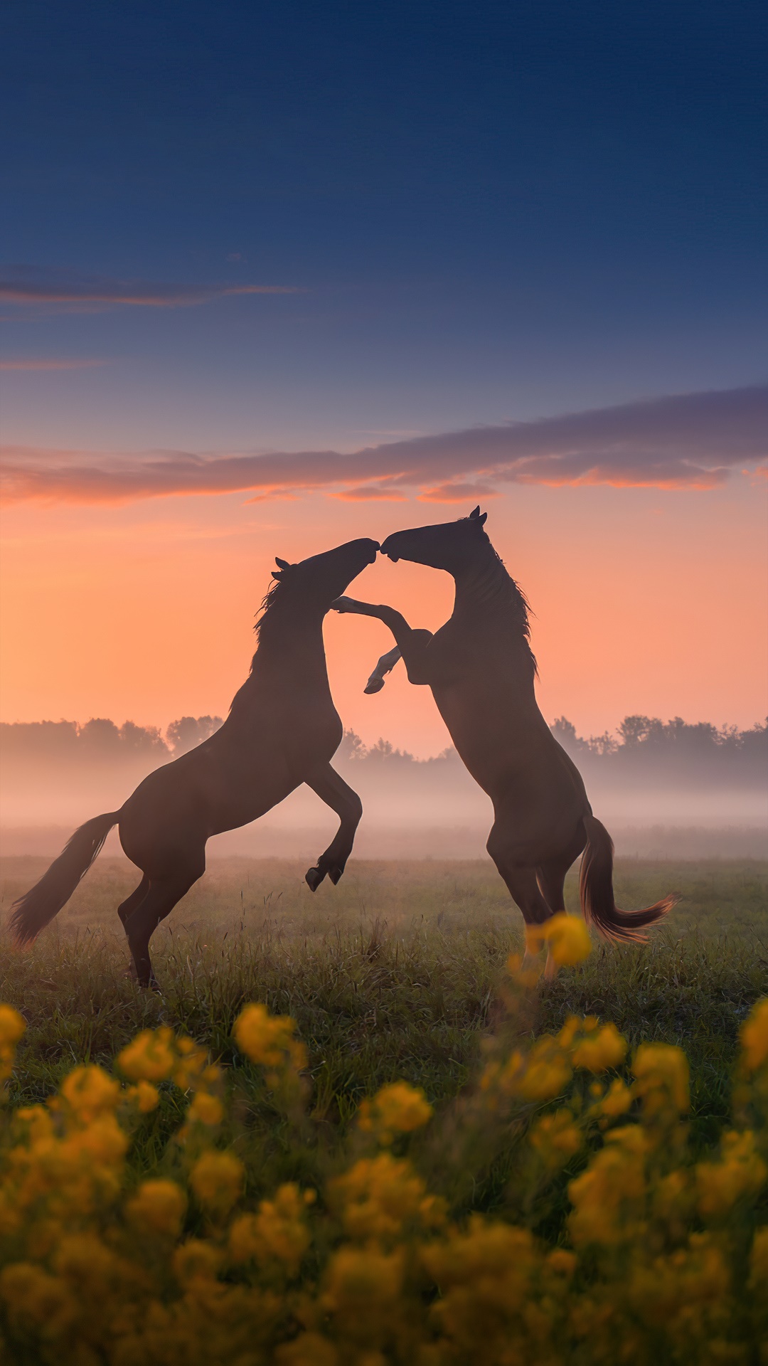 Two horses rearing up at sunset with yellow flowers HD Phone Wallpaper