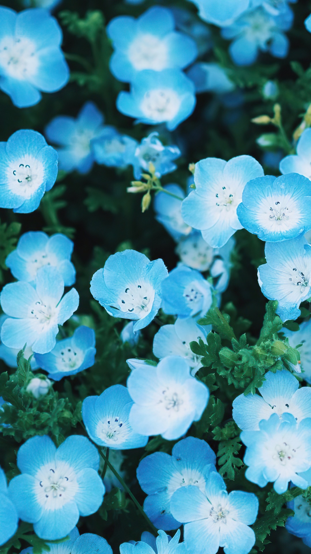 Close-up of blue Nemophila flowers with white centers HD Phone Wallpaper