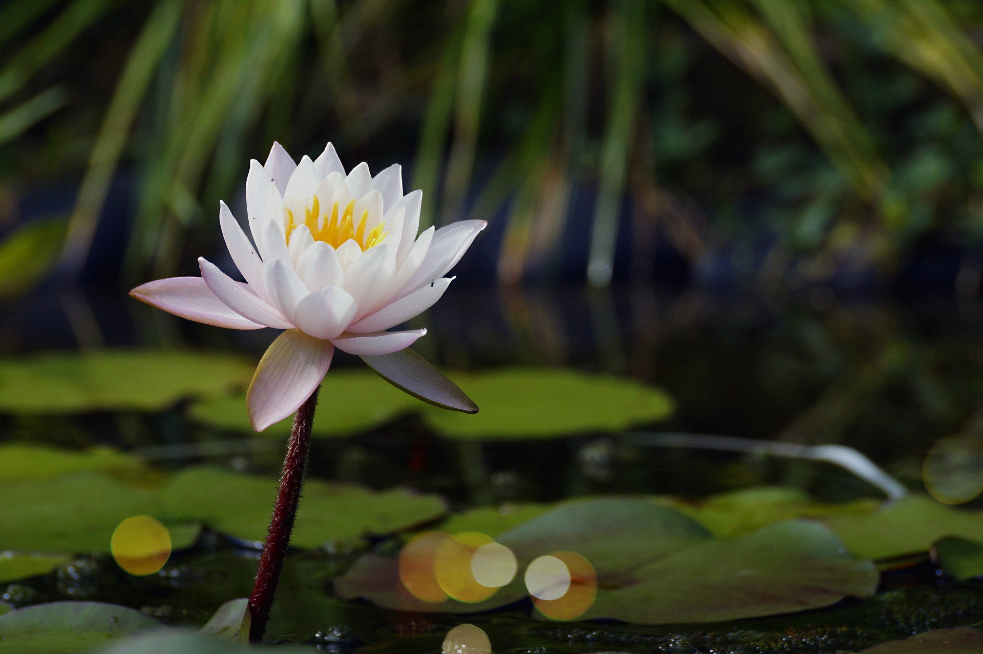 White Water Lily Flower in Pond HD Wallpaper