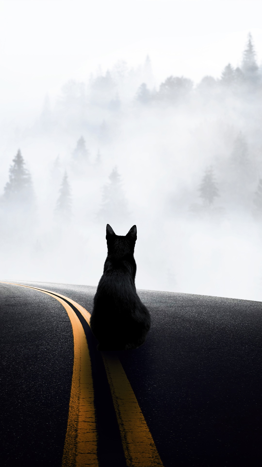 Black cat sitting on a foggy road HD Phone Wallpaper