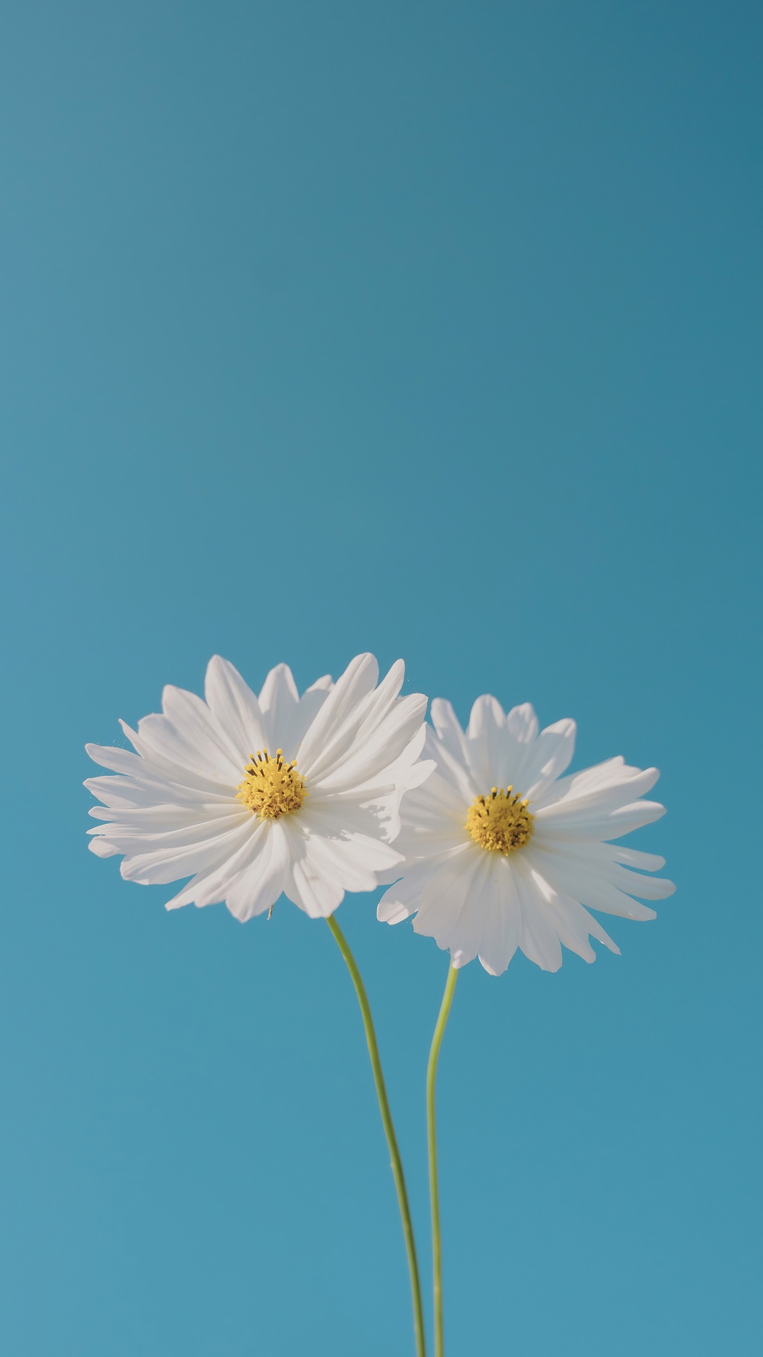 Two white cosmos flowers against a blue sky HD Phone Wallpaper