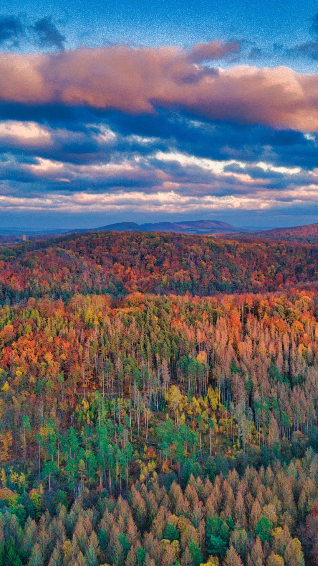 Autumn forest with colorful trees and cloudy sky HD Phone Wallpaper
