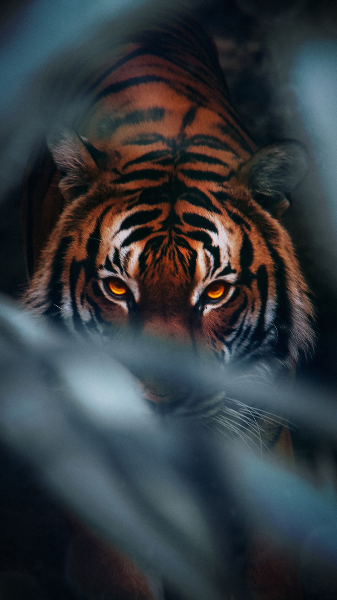 Tiger with glowing orange eyes HD Phone Wallpaper