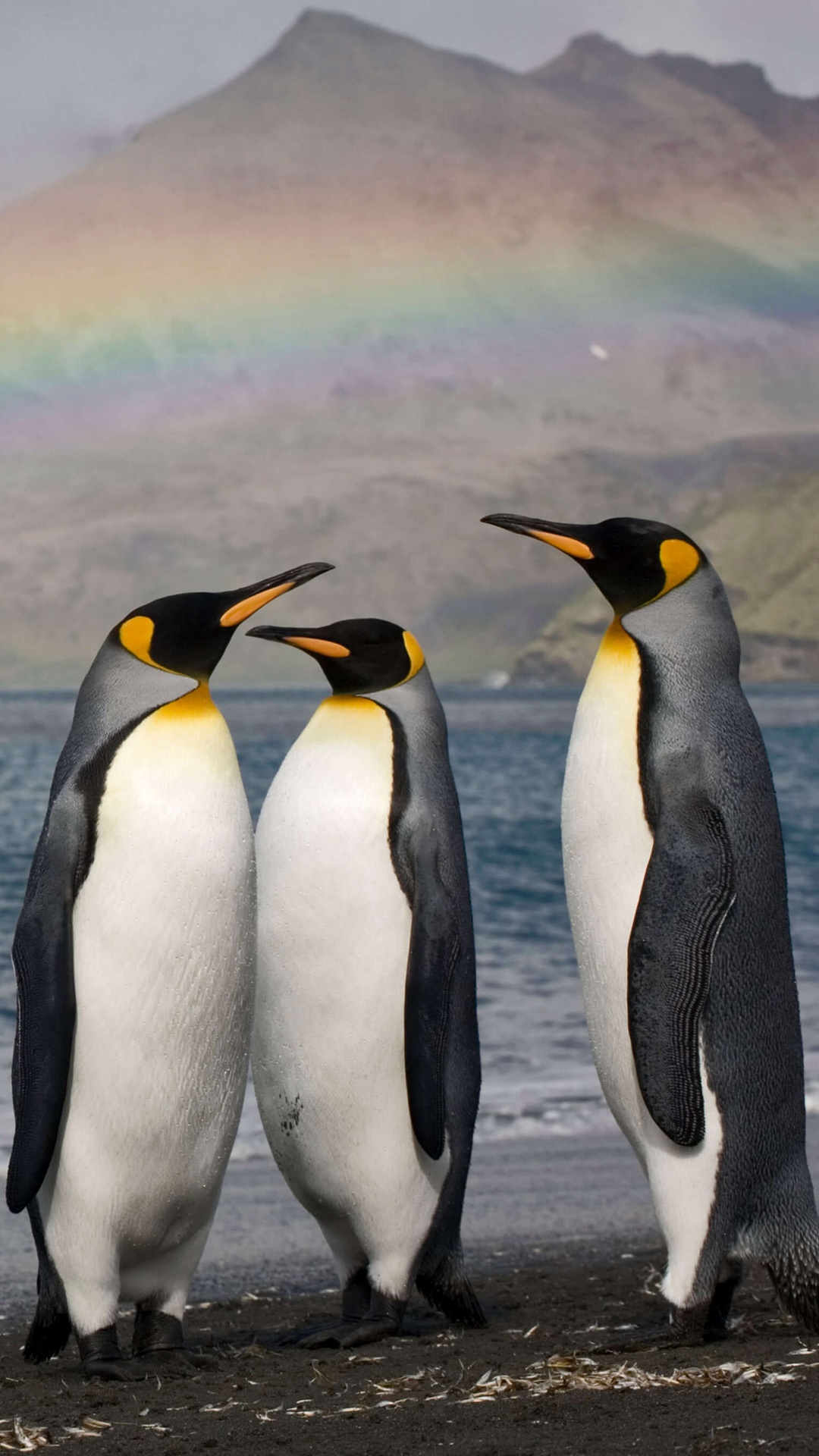 Three king penguins stand on a beach with a rainbow. HD Phone Wallpaper
