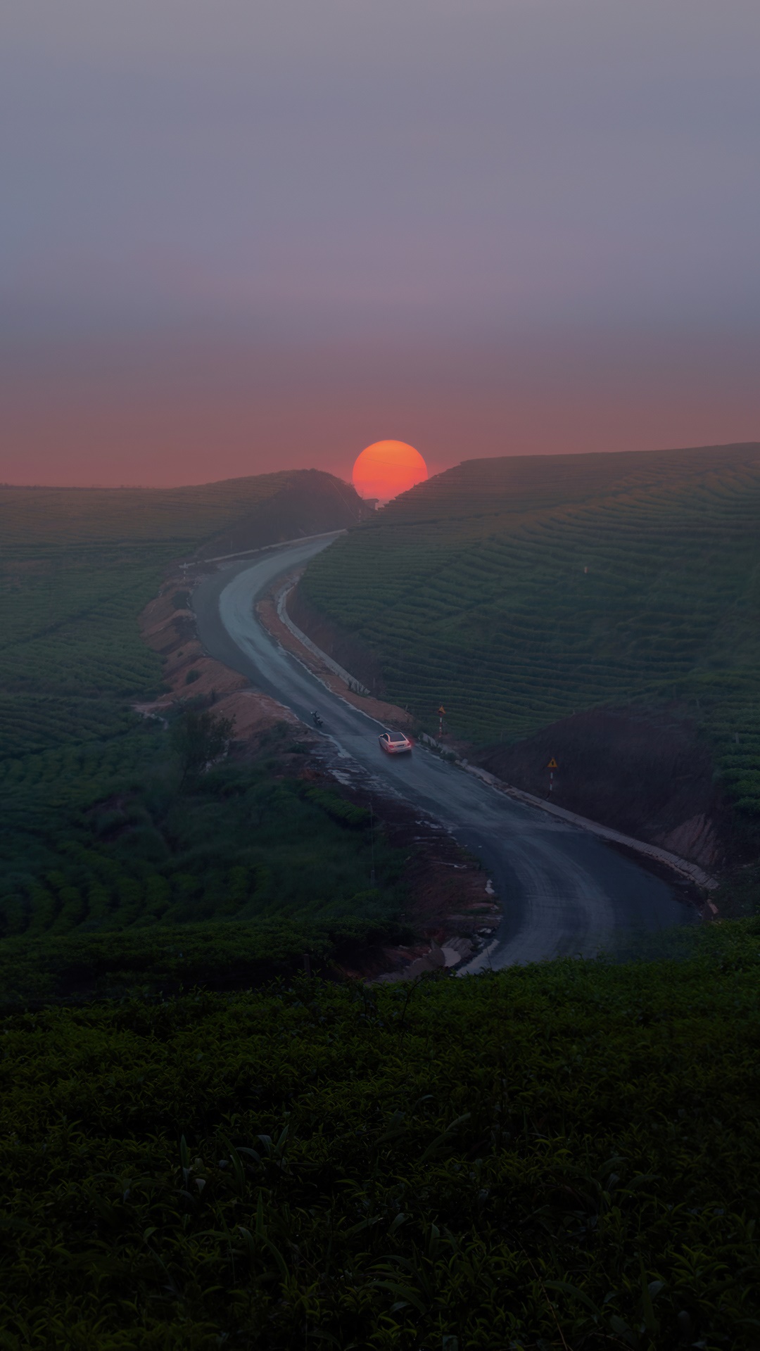 Road through tea fields at sunset HD Phone Wallpaper