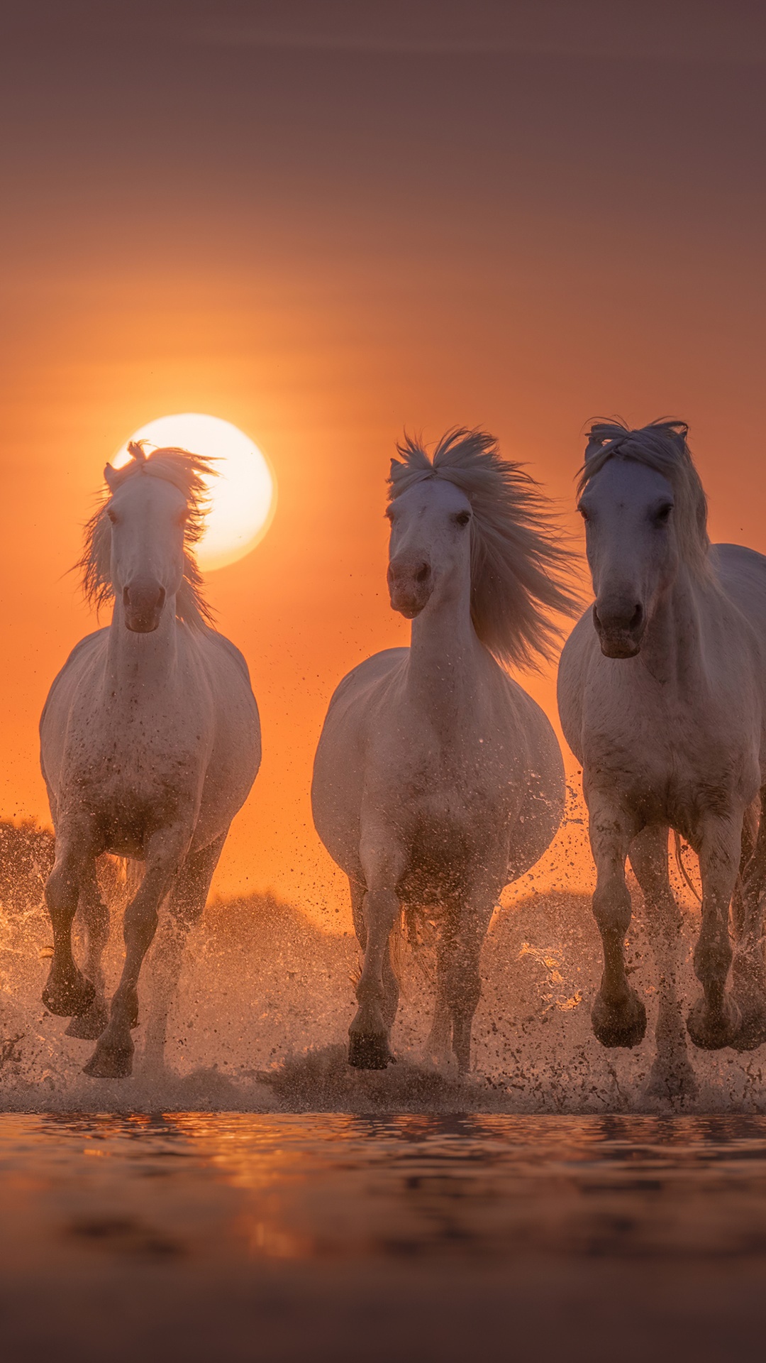 Three white horses running through water at sunset HD Phone Wallpaper