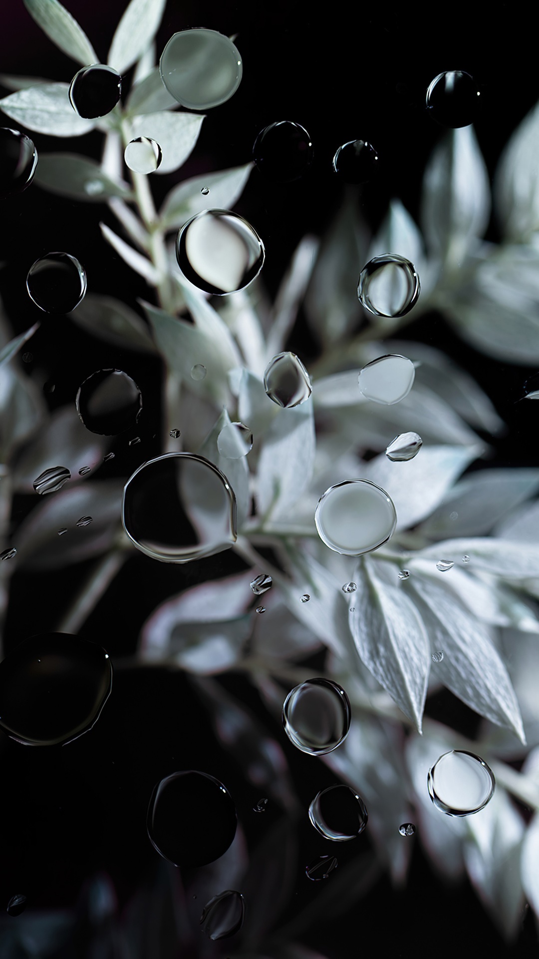 Water droplets on a dark background with white leaves HD Phone Wallpaper