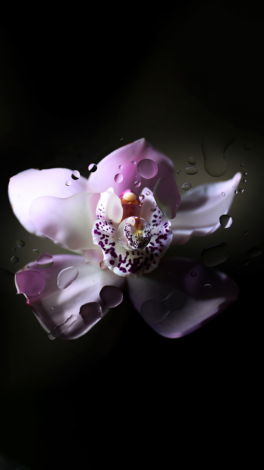 Orchid with water droplets on black background HD Phone Wallpaper
