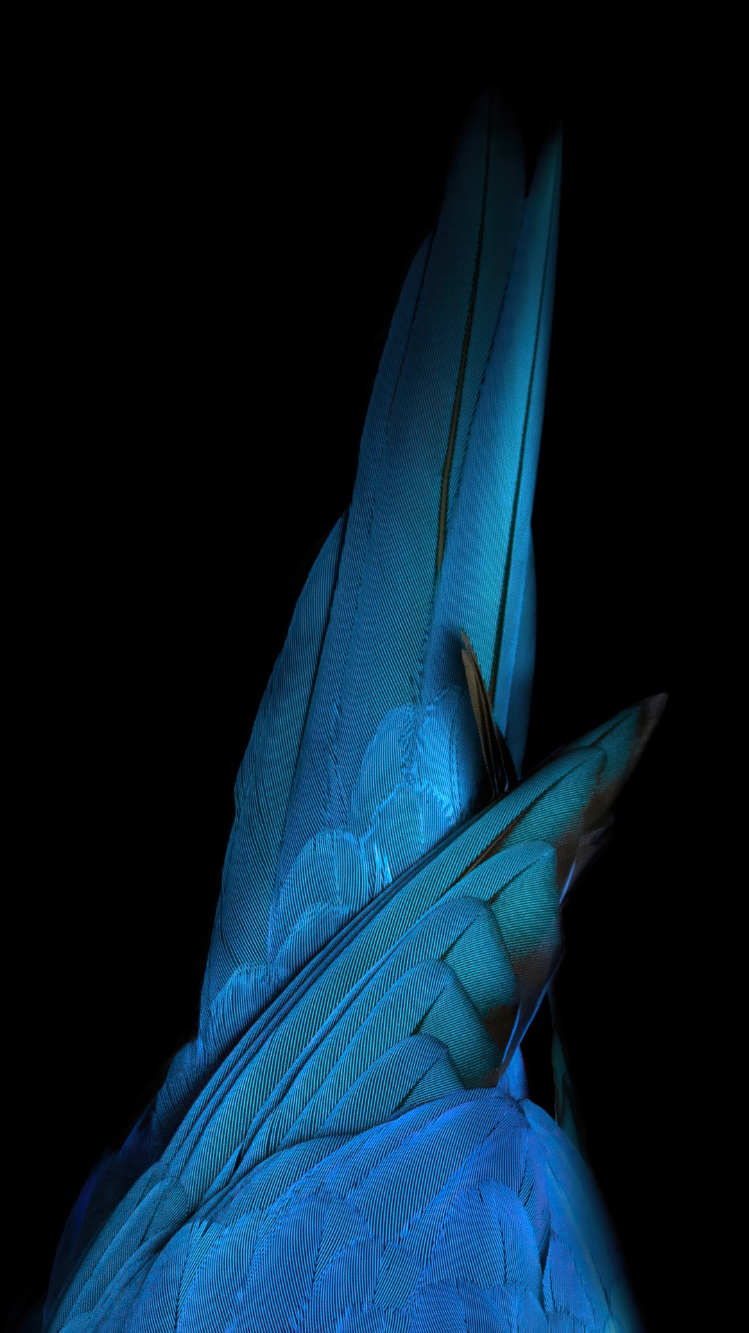 Close-up of blue macaw feathers on black background HD Phone Wallpaper