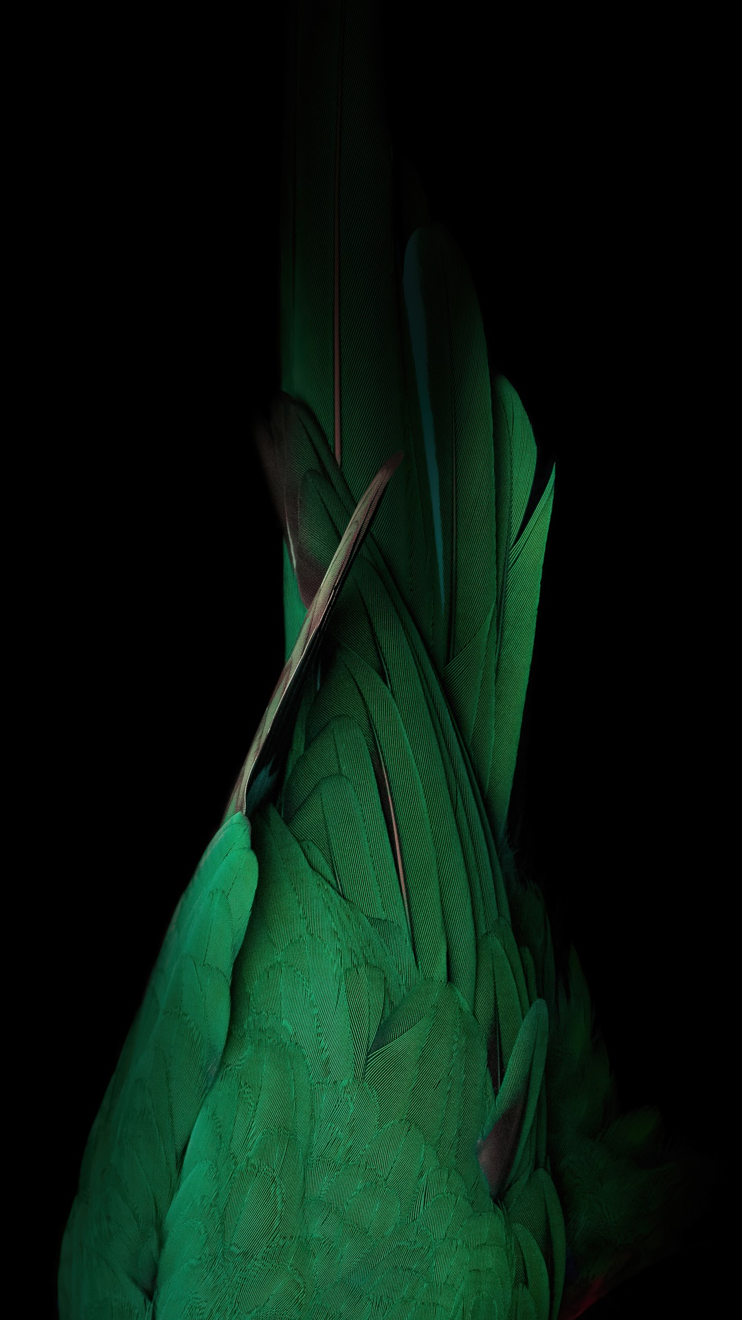 Abstract close-up of green parrot feathers HD Phone Wallpaper